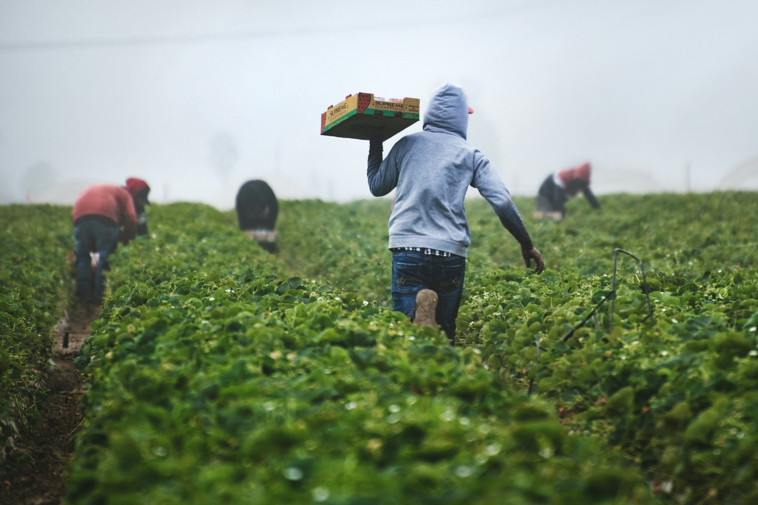 Workers harvesting crops in a foggy field, one worker carrying a box of strawberries