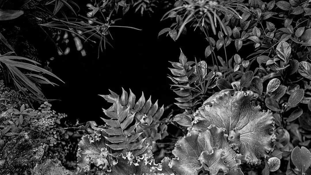 An image I took at the Oak Park Conservatory with my 4x5 large format camera. 

#filmphotography #darkroomphotography #blackandwhitephotography #blackandwhitephotograph #fineartphotography #analogphotography #largeformatcamera #largeformatphotograph 