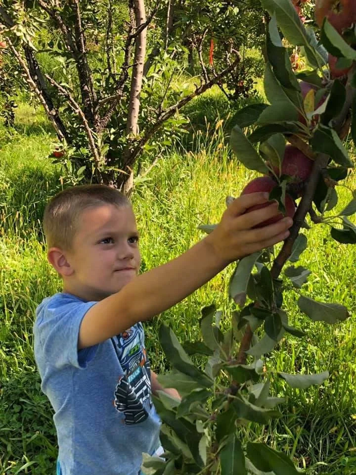 Child picking an apple off a tree