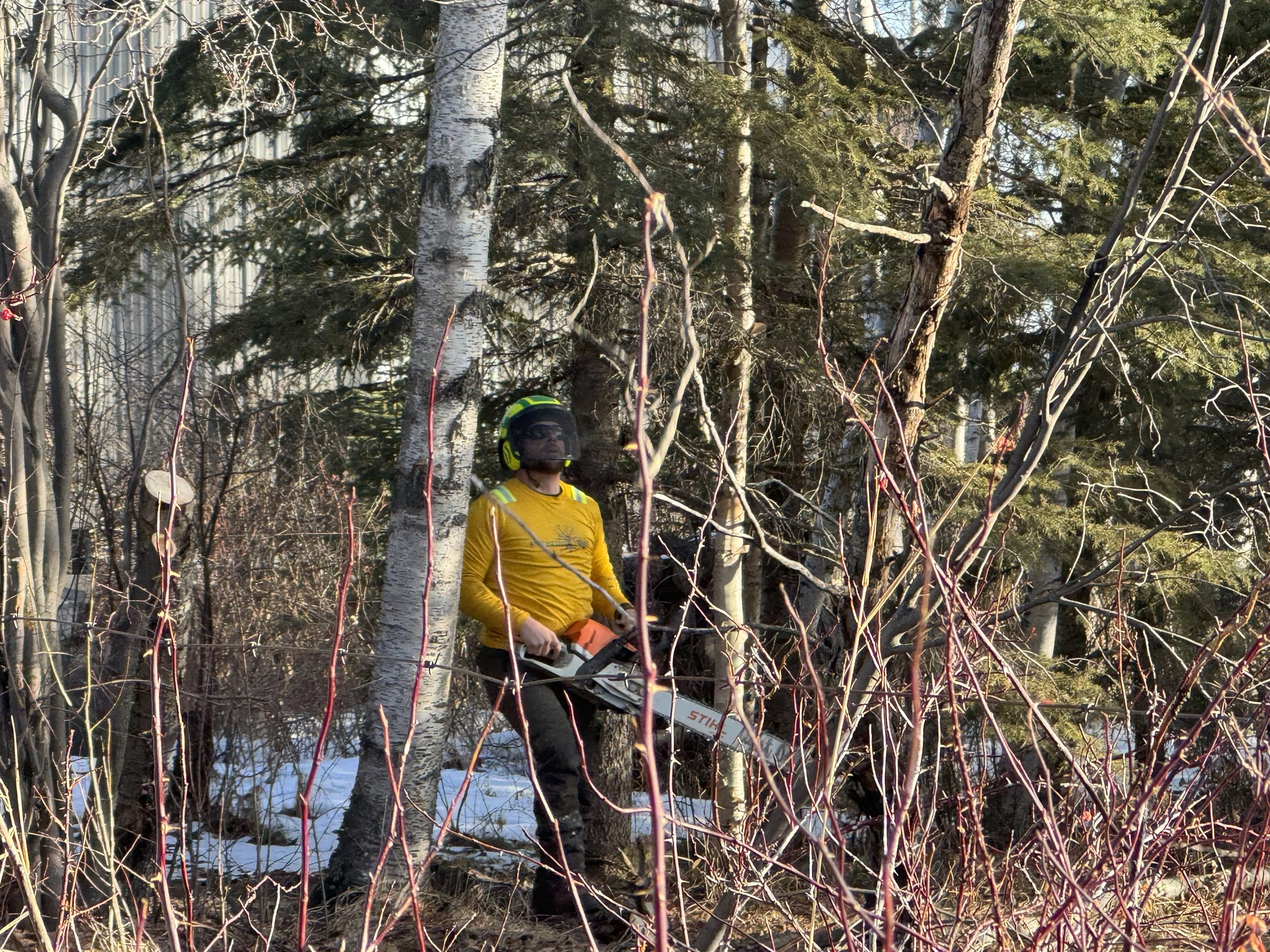 Person wearing a yellow shirt, black helmet, and protective glasses using a chainsaw in a wooded area during winter.