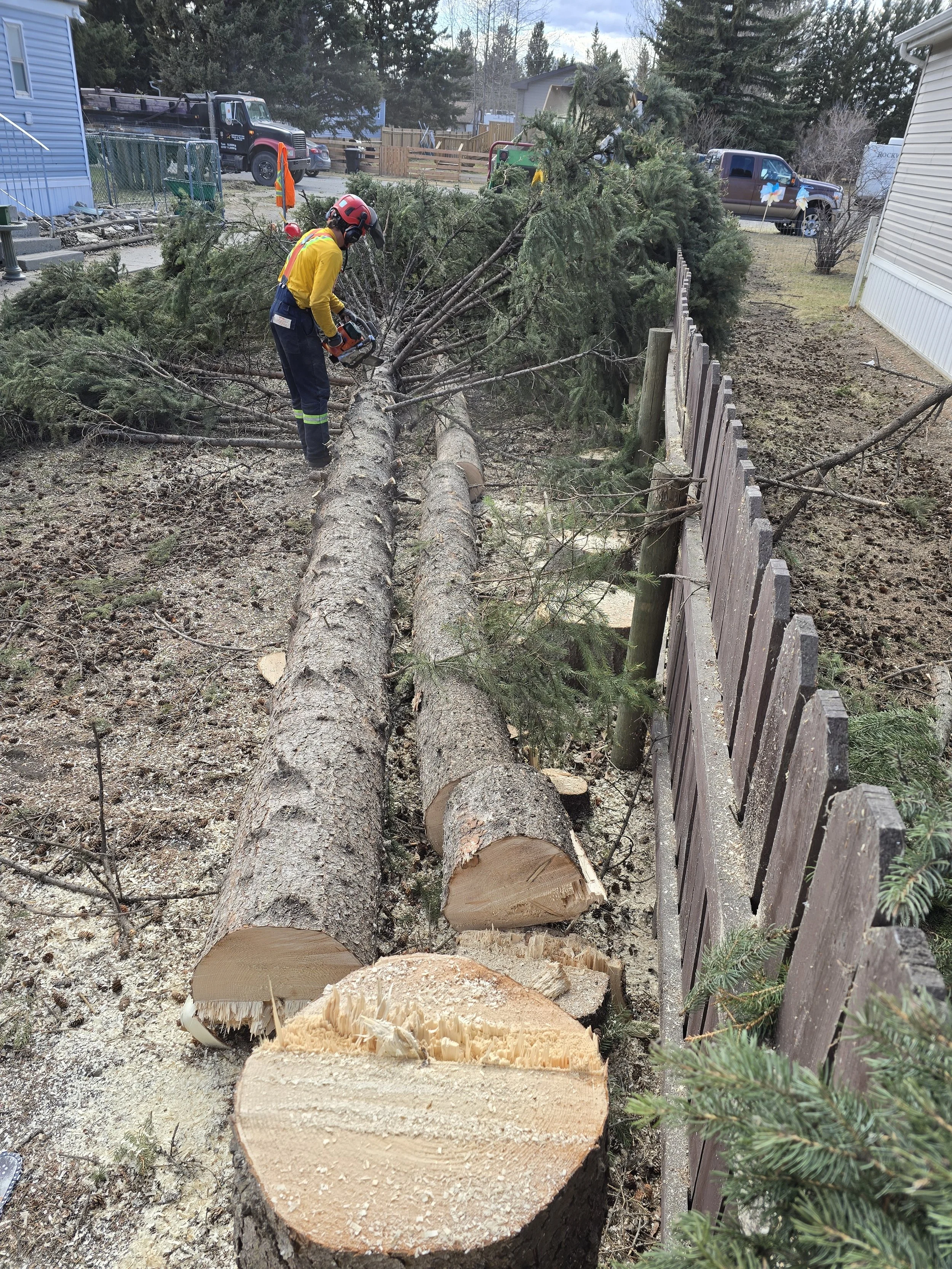 A person wearing safety gear, including a helmet and yellow jacket, cutting down a fallen tree with a chainsaw next to a wooden fence in a yard.