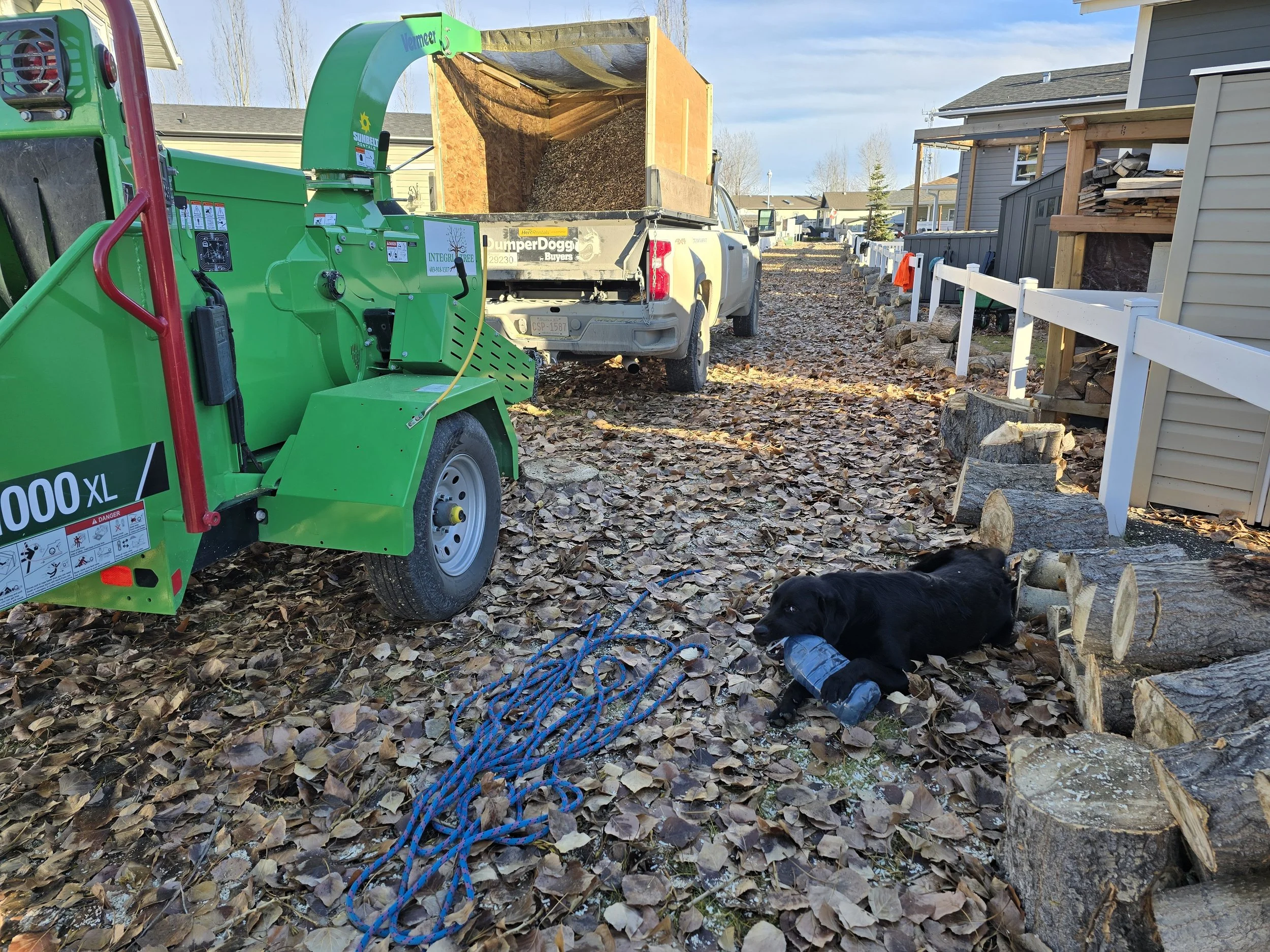 A black dog lying on leaf-covered ground holding a gray water bottle in its mouth. Nearby, a tangled blue rope is on the ground. To the left, green wood chipping equipment is visible. In the background, a white pickup truck with a trailer filled with