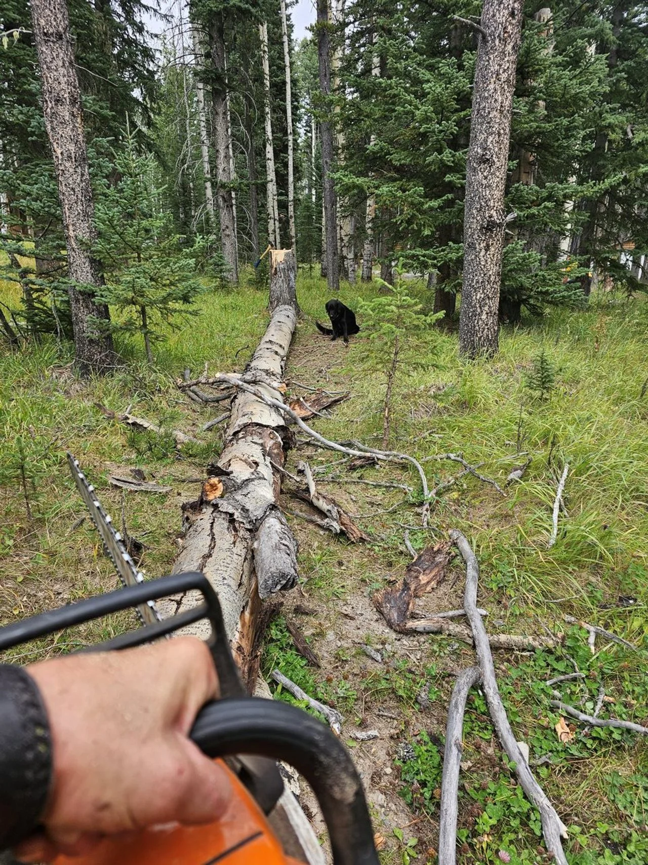 Person operating a chainsaw cutting a fallen tree in a forest with a black dog sitting nearby.