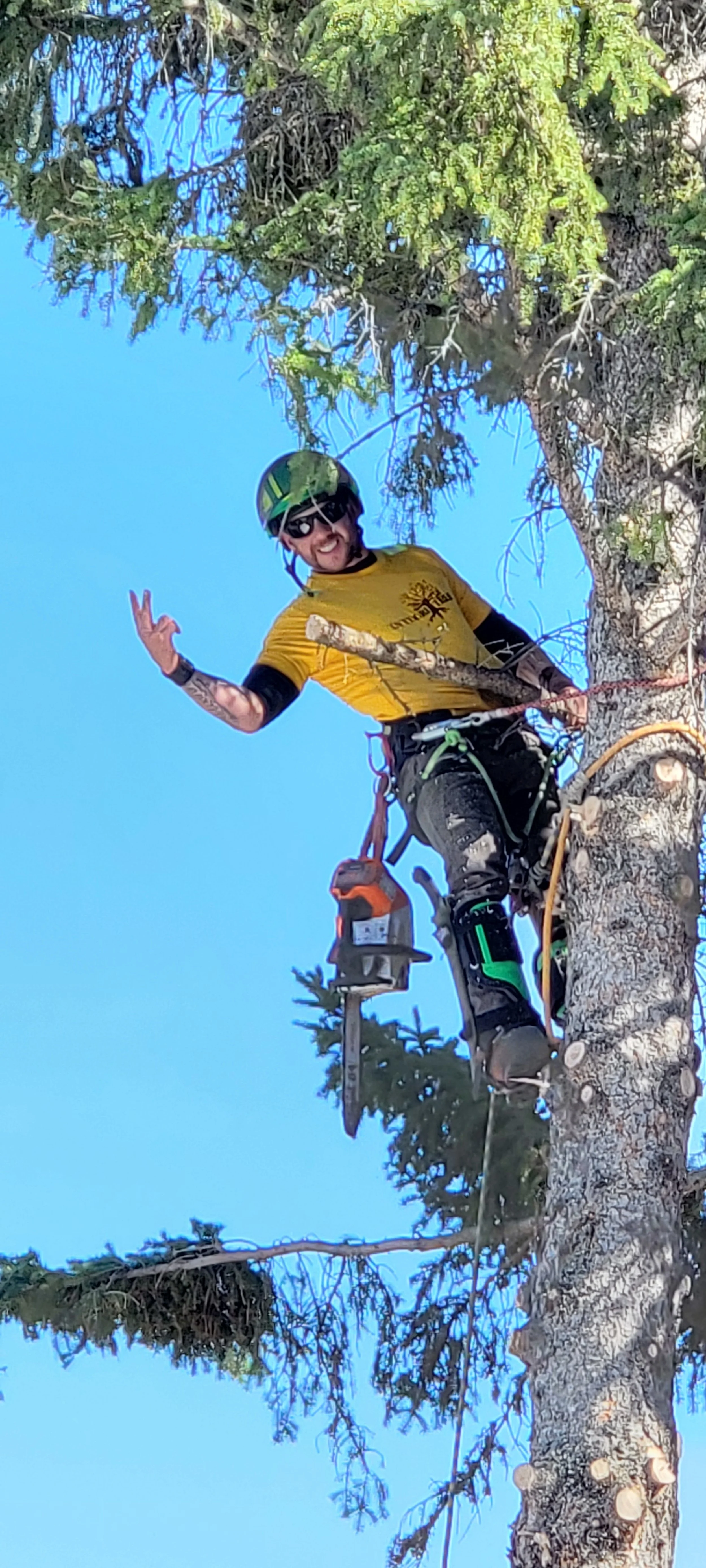 A person wearing a yellow shirt, black pants, helmet, and sunglasses is perched on a tree branch with climbing gear, smiling and making a peace sign.