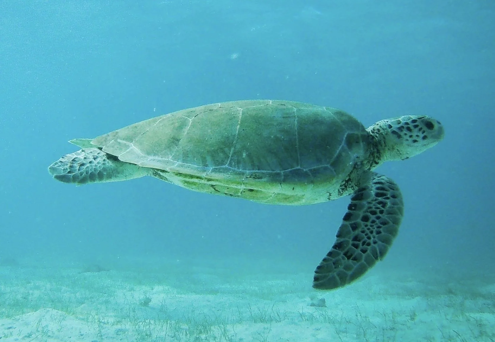 Turtle short photo.jpeg
