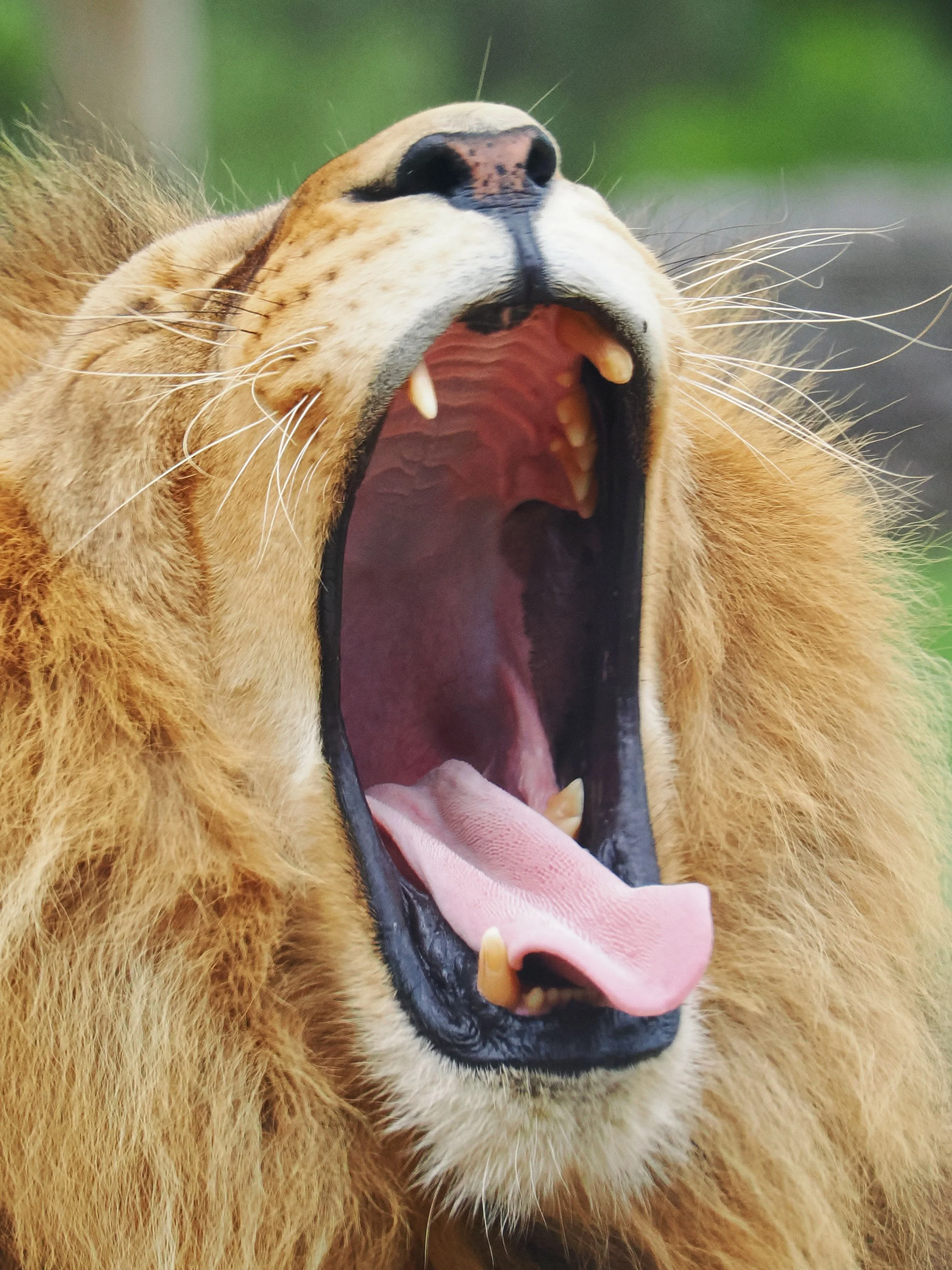 Leo Season: The Courage to Be Seen