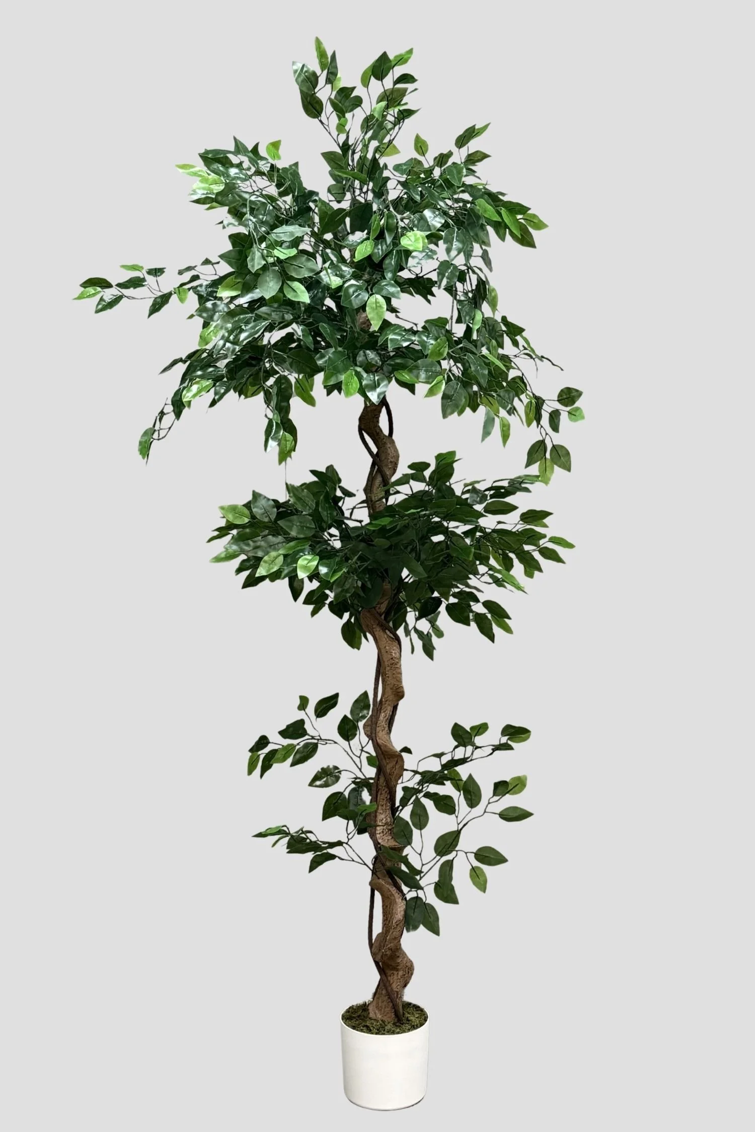 Twisted Ficus 3176 180cm - $89.jpg