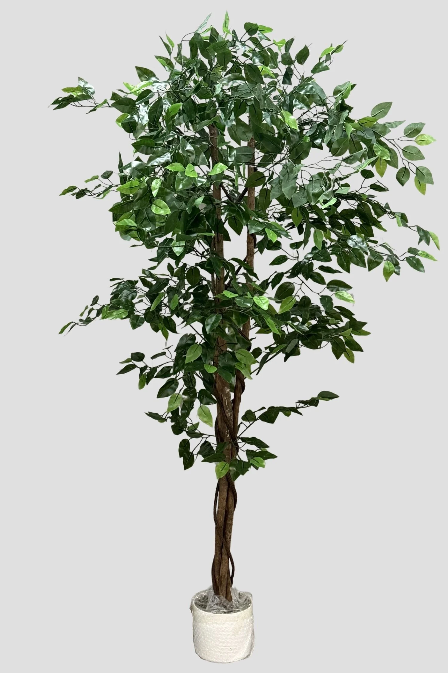 Ficus 3006 160cm - $65.jpg