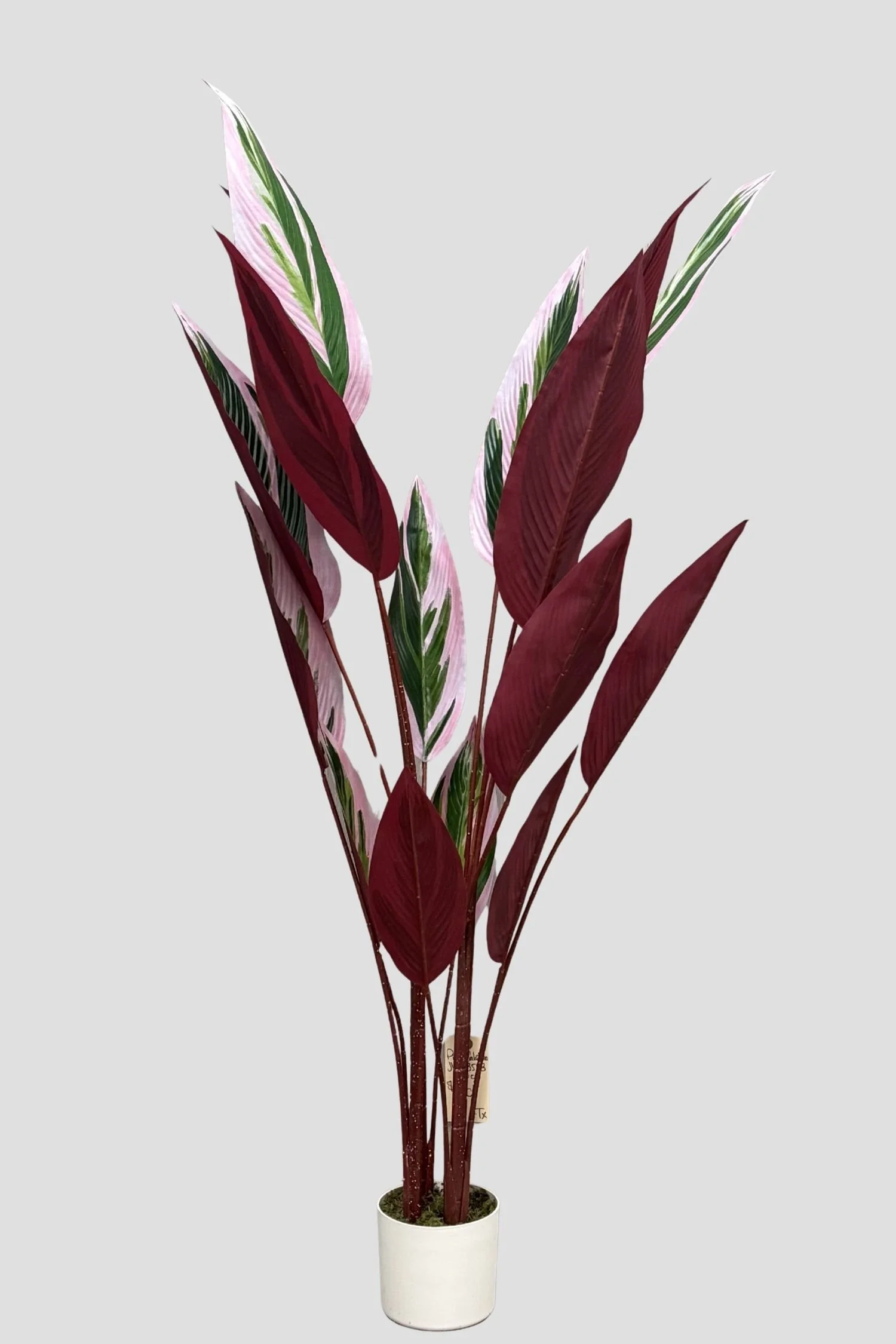 Pink Calathea 170cm - $89.jpg