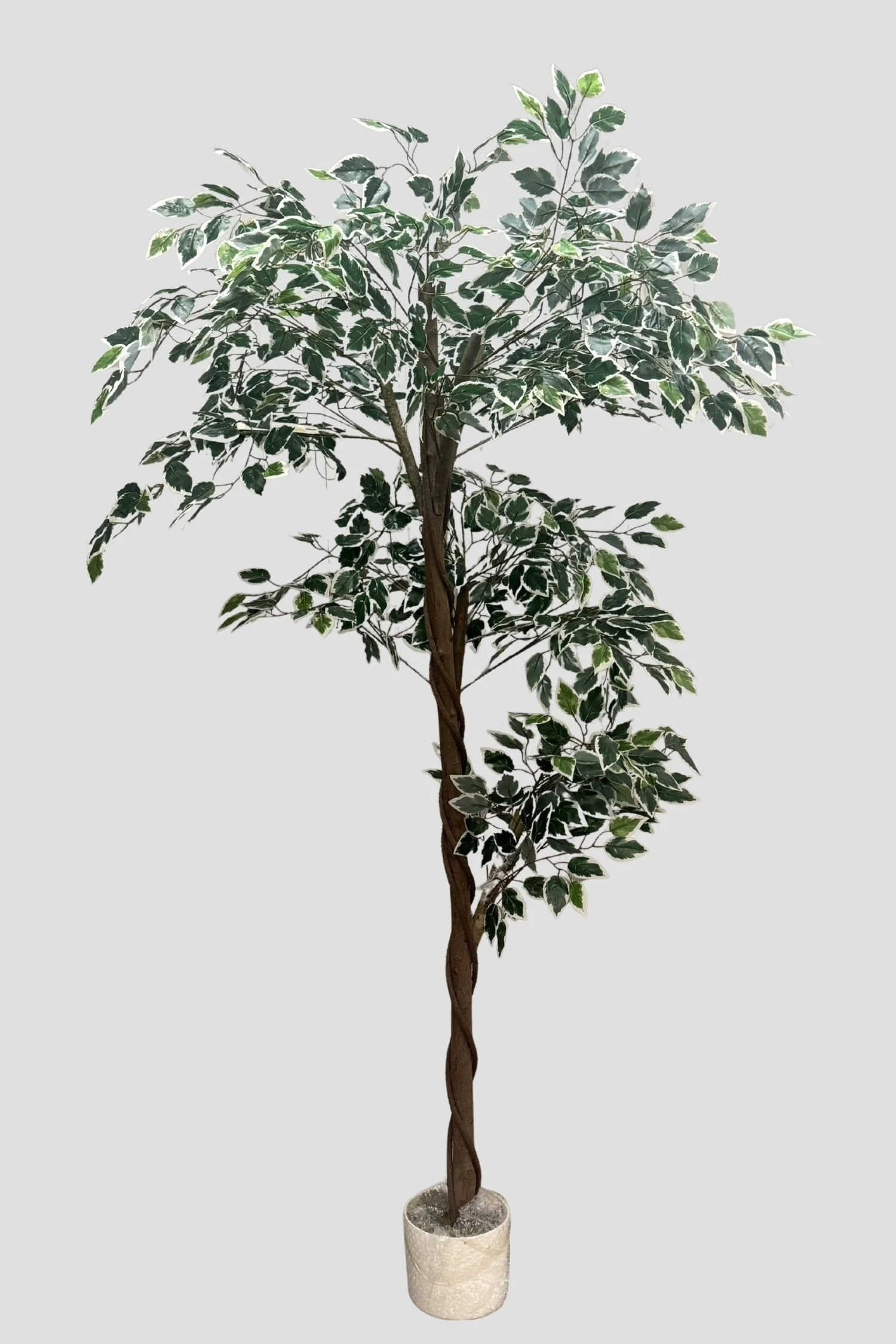 Ficus 3719 180cm - $75.jpg