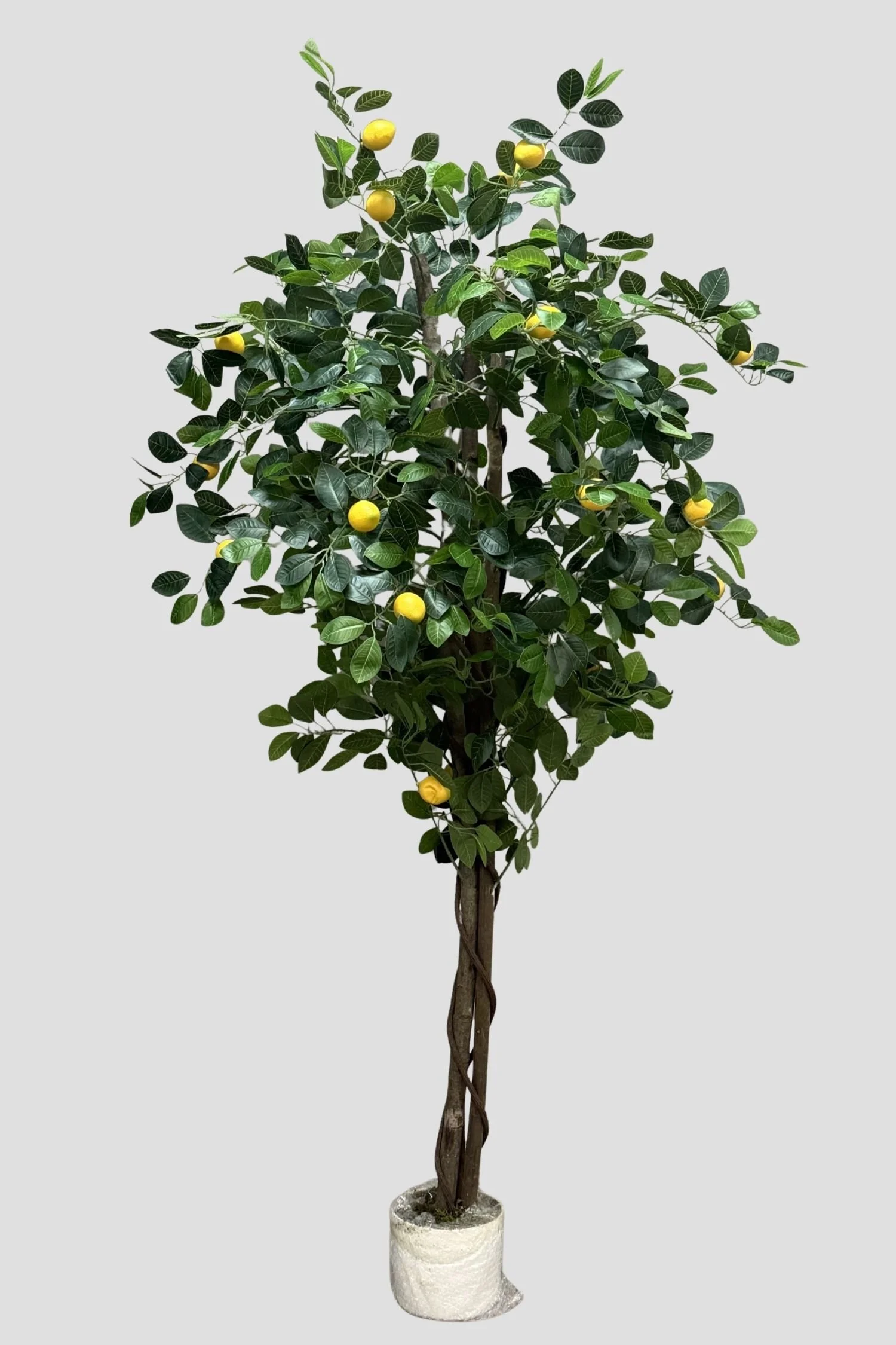 Lemon Tree 3965 180cm - $119.jpg