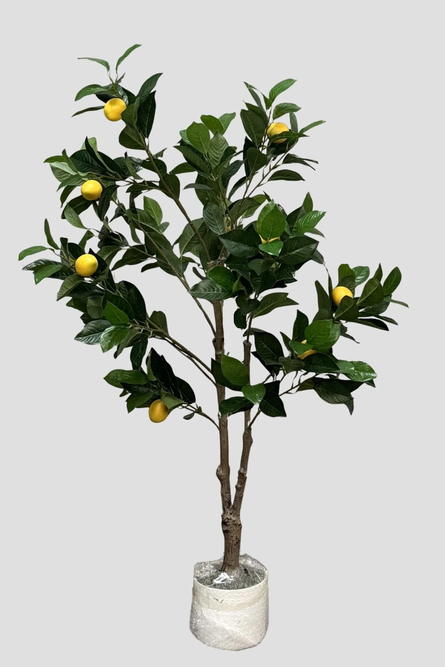 Lemon Tree 3890 130cm - $59.jpg
