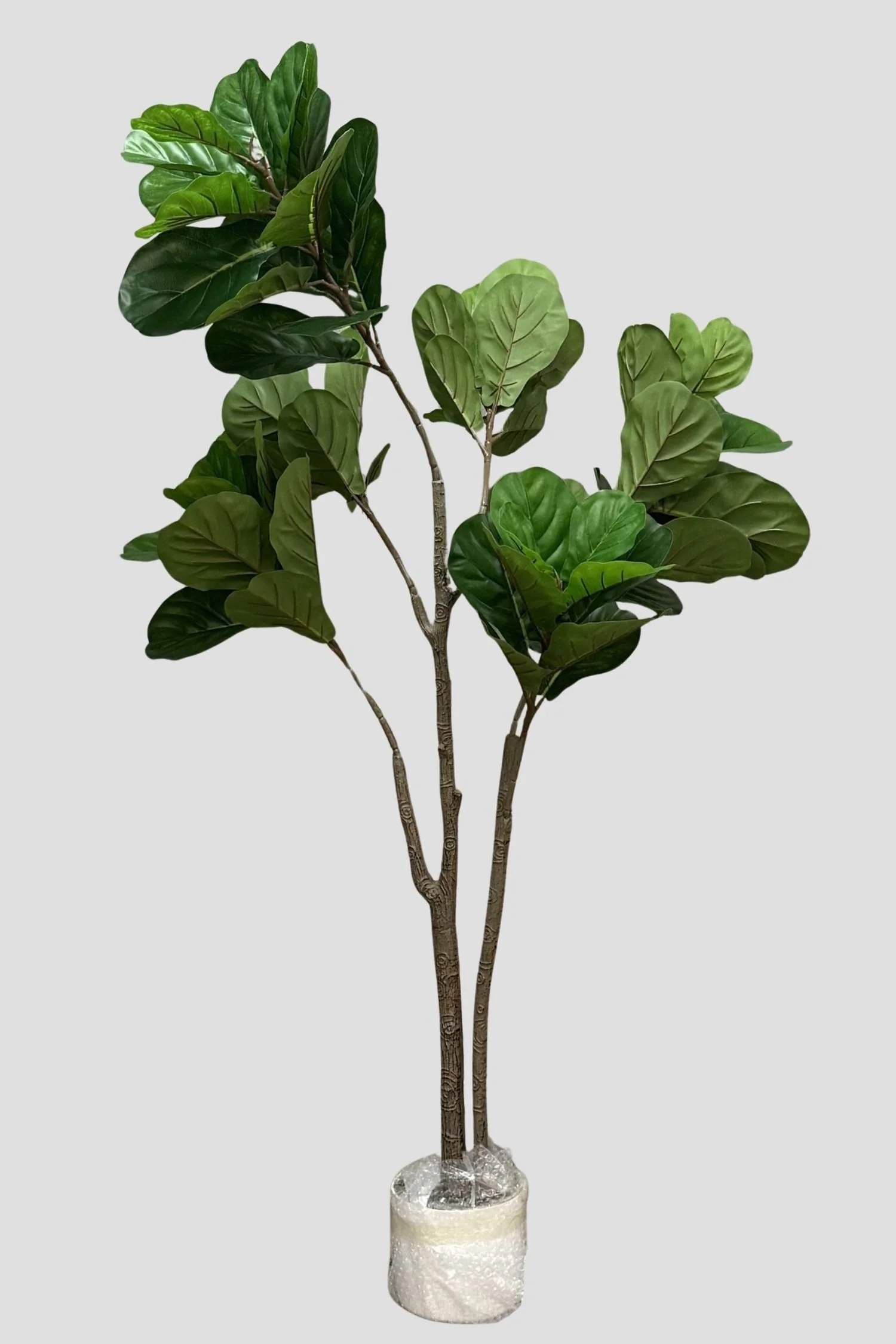 Fiddle Fig Tree 3580 160cm - $90.jpg