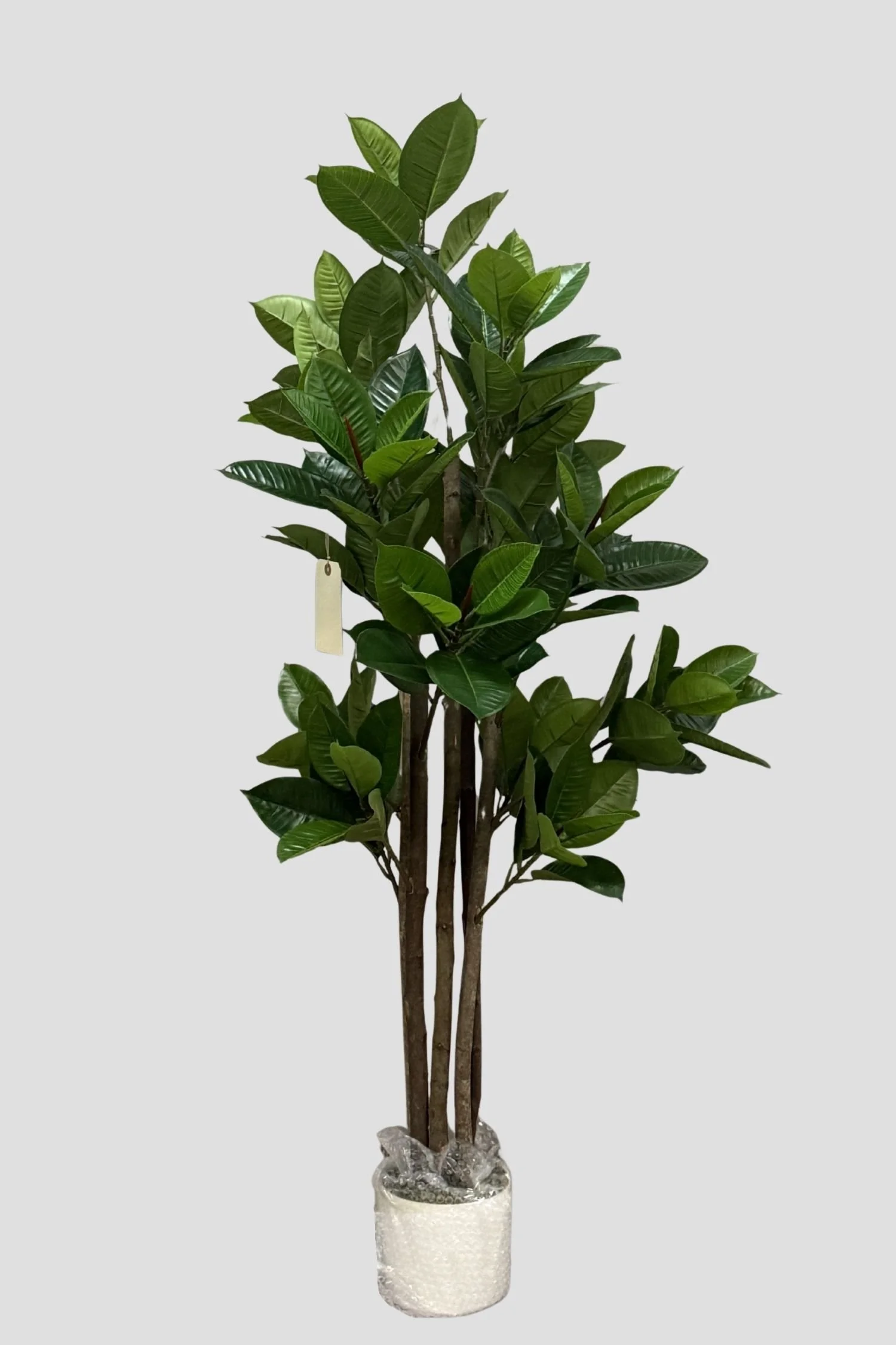 Rubber Plant 3125 150cm $49.jpg