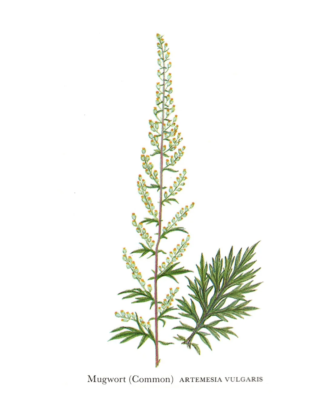 An illustration of Mugwort from Culpepper's Color Herbal
