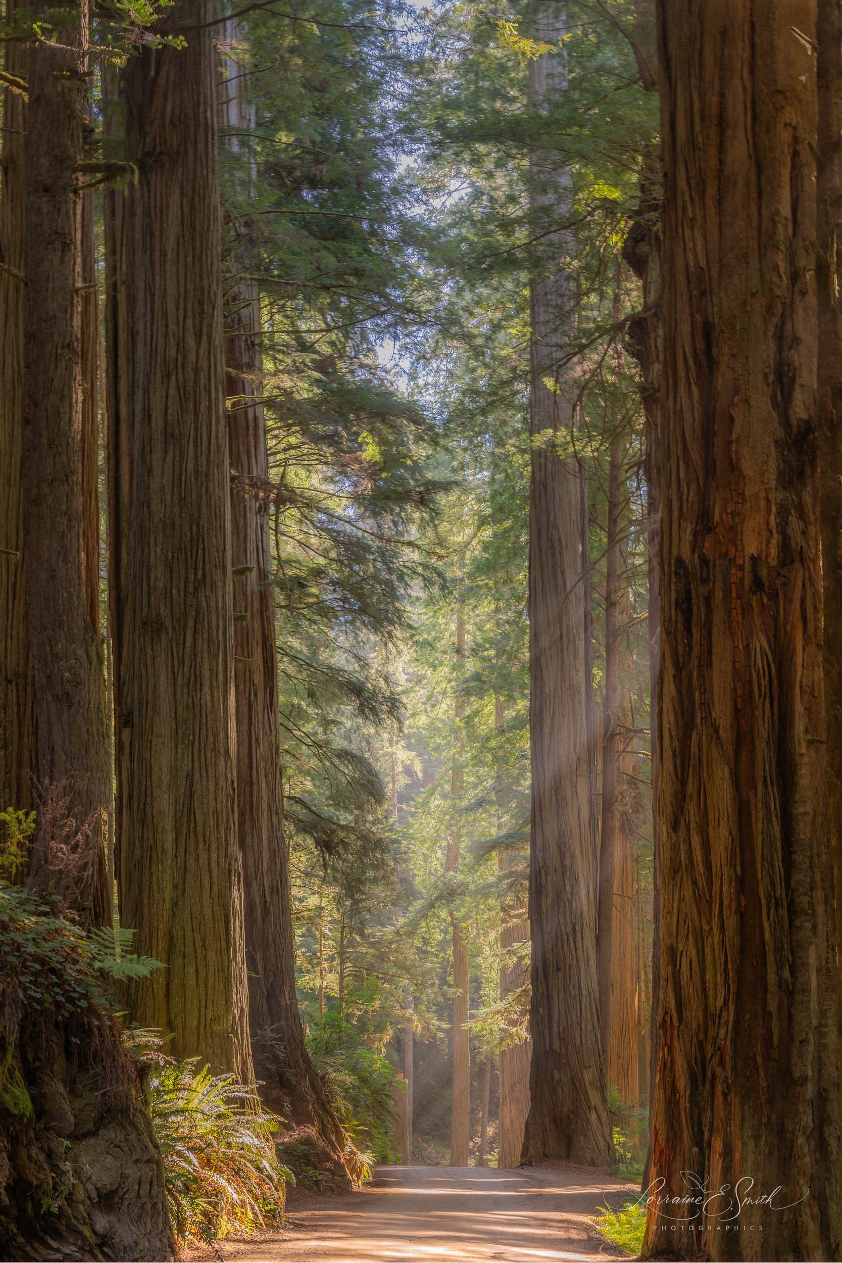 Majestic Pathway