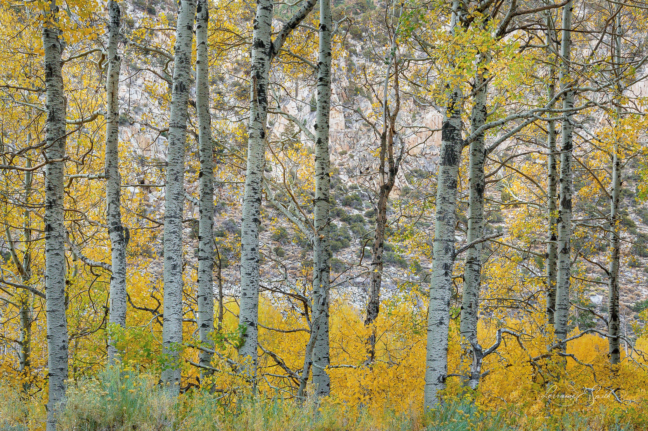 Aspen Border