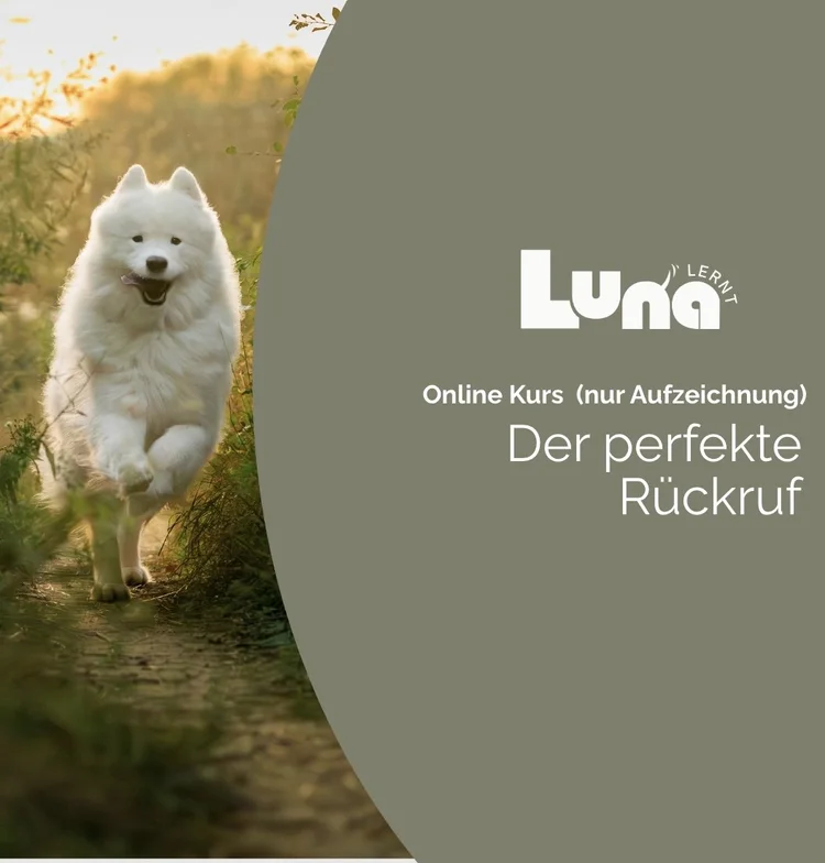 Der perfekte Rückruf