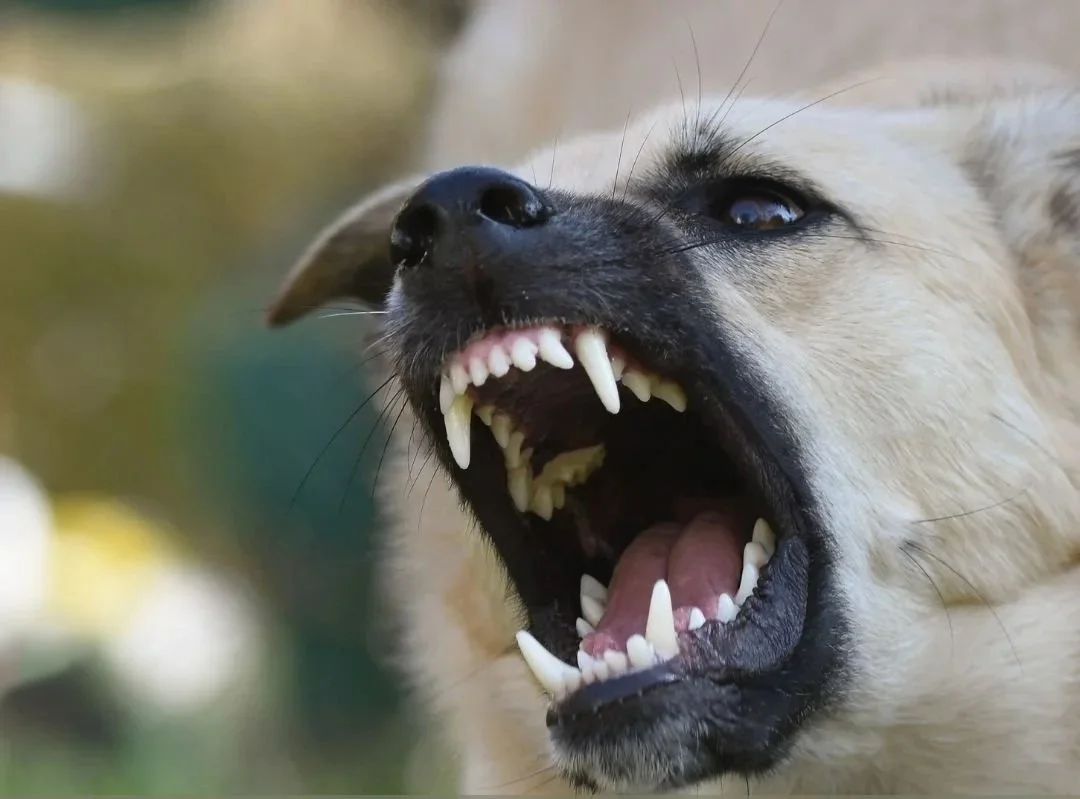 Warum uns Labeln im Hundetraining nicht hilft.