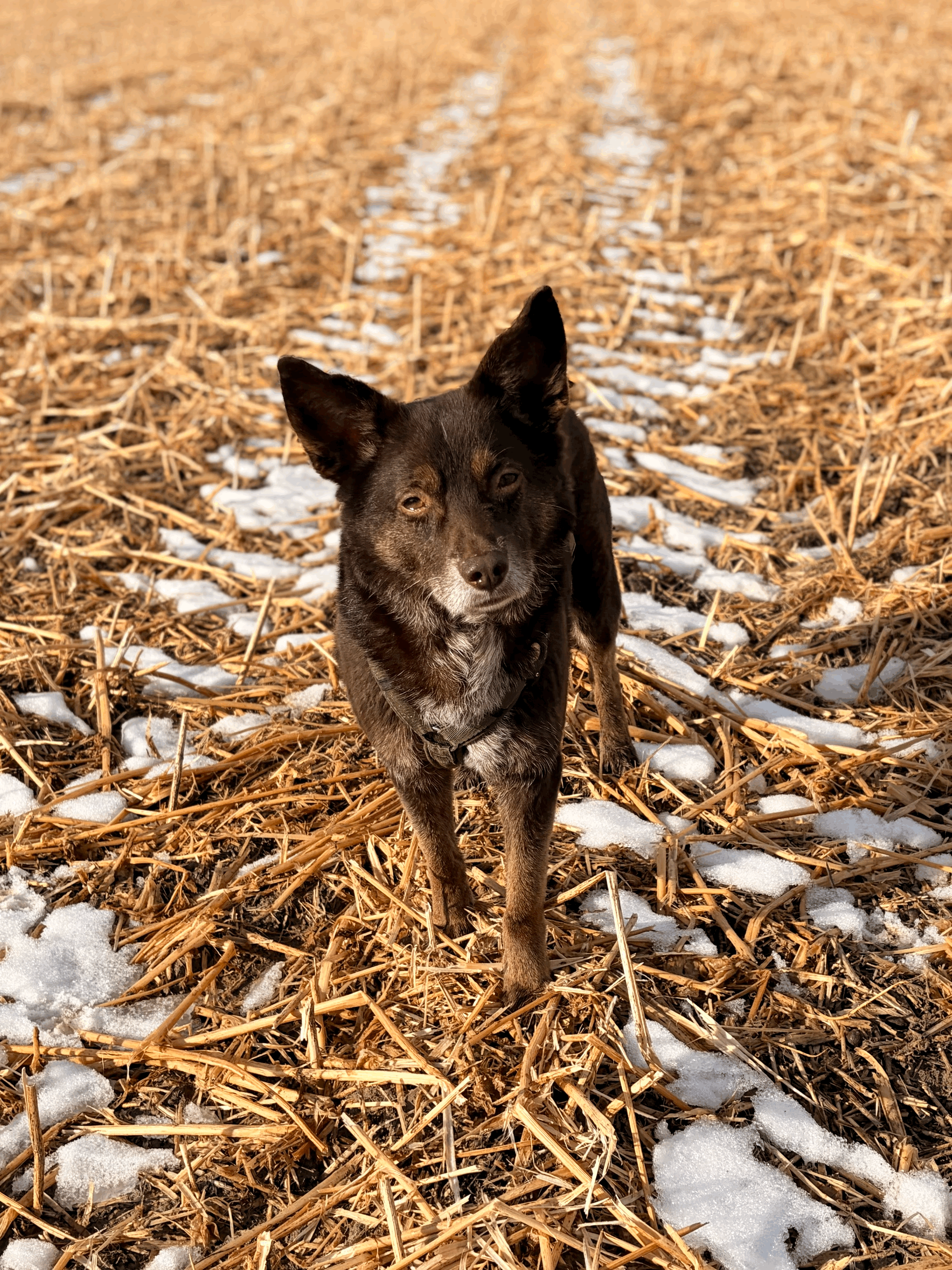 Drei Möglichkeiten, den Rückruf Deines Hundes zu stärken