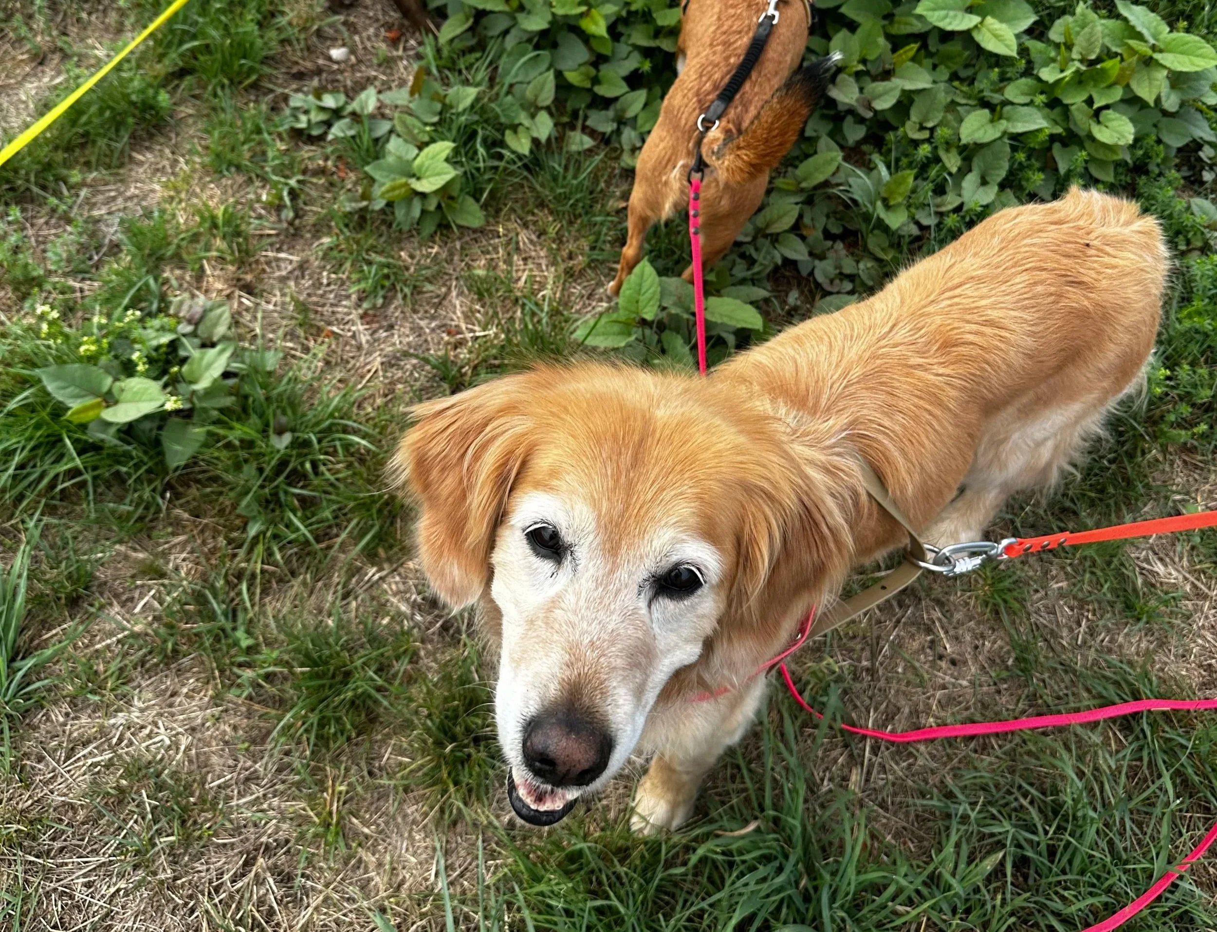 Hund Hund Begegnungen oder warum wir Menschen lernen müssen, durchzuatmen