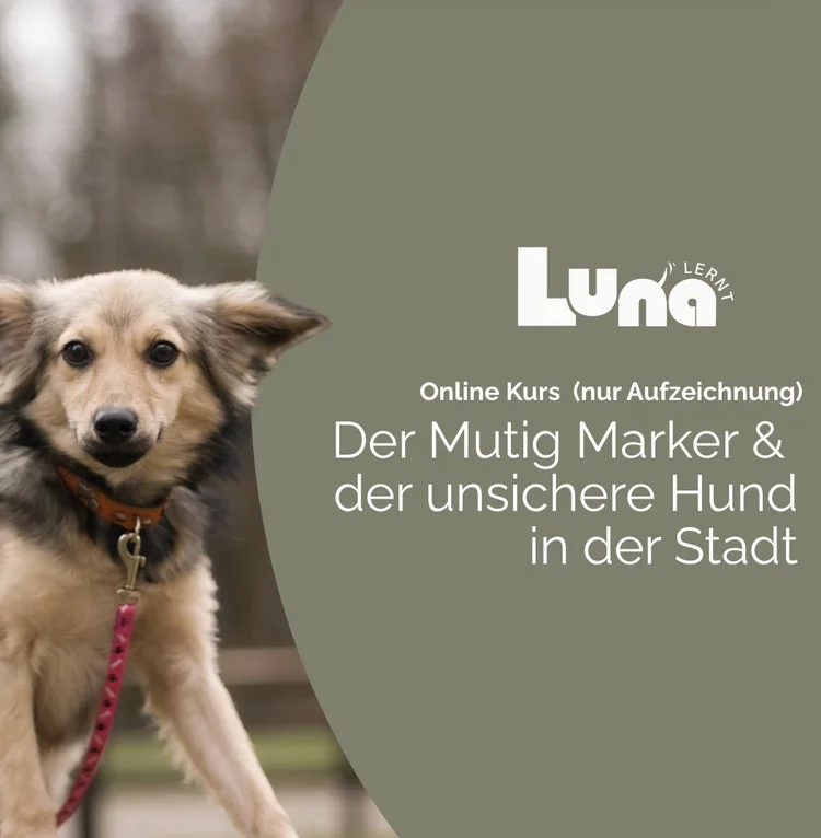 MUTIG Marker und der unsichere Hund in der Stadt