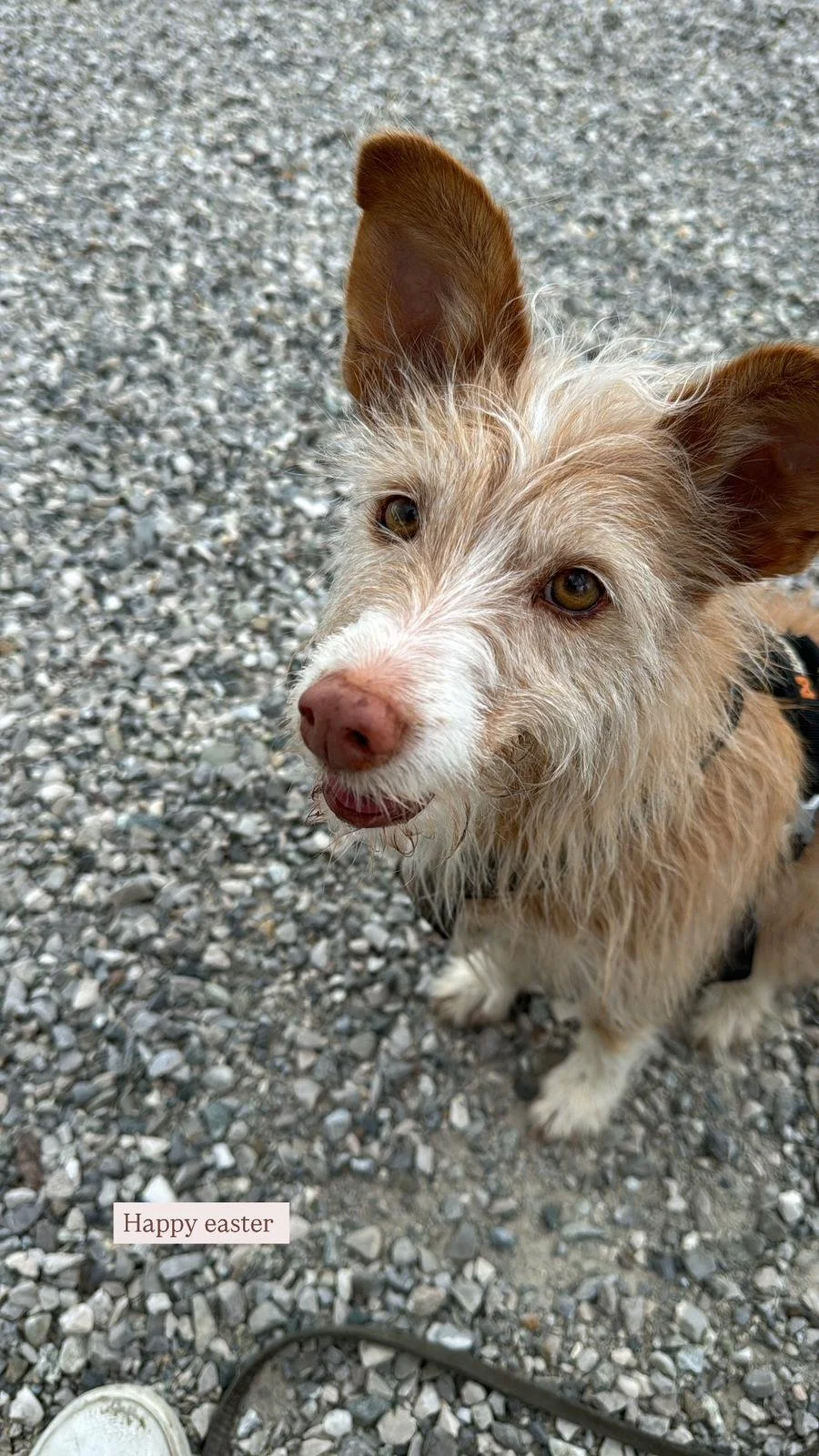 WhatsApp Image 2025-07-26 at 08.39.31.jpeg