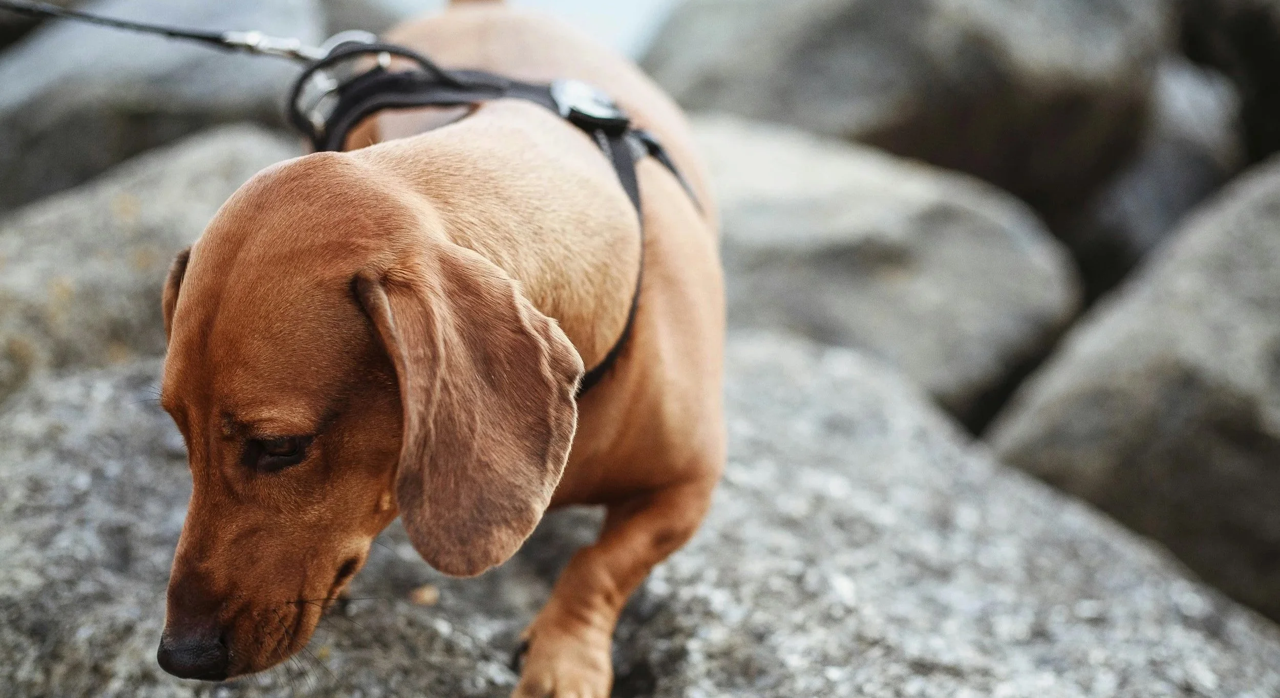 Dackel beim Mantrailing