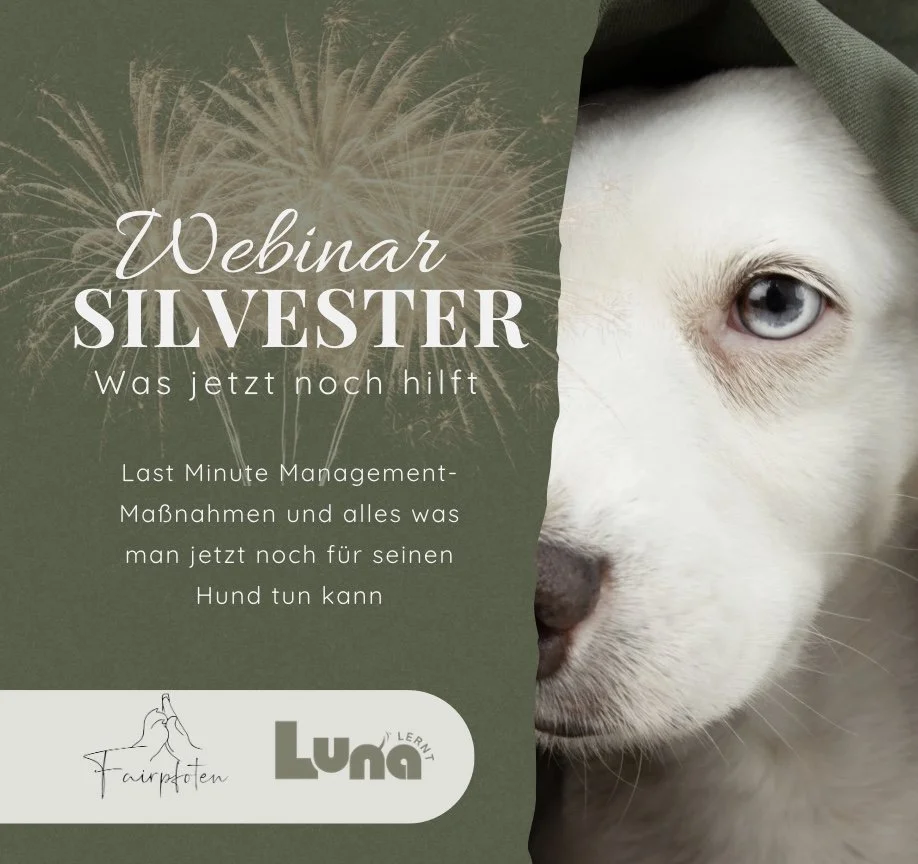 Webinar "Silvester - was jetzt noch hilft"