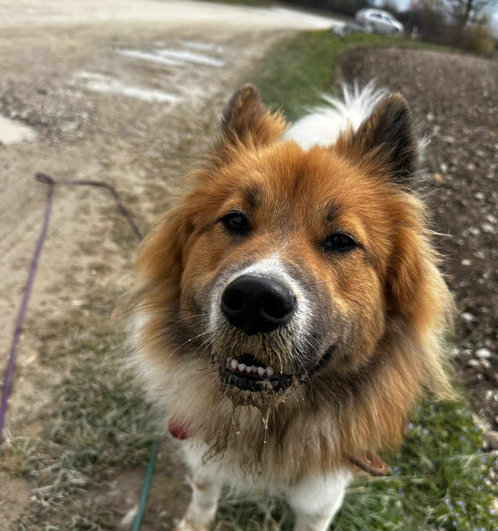 Hund beim Gassi Service