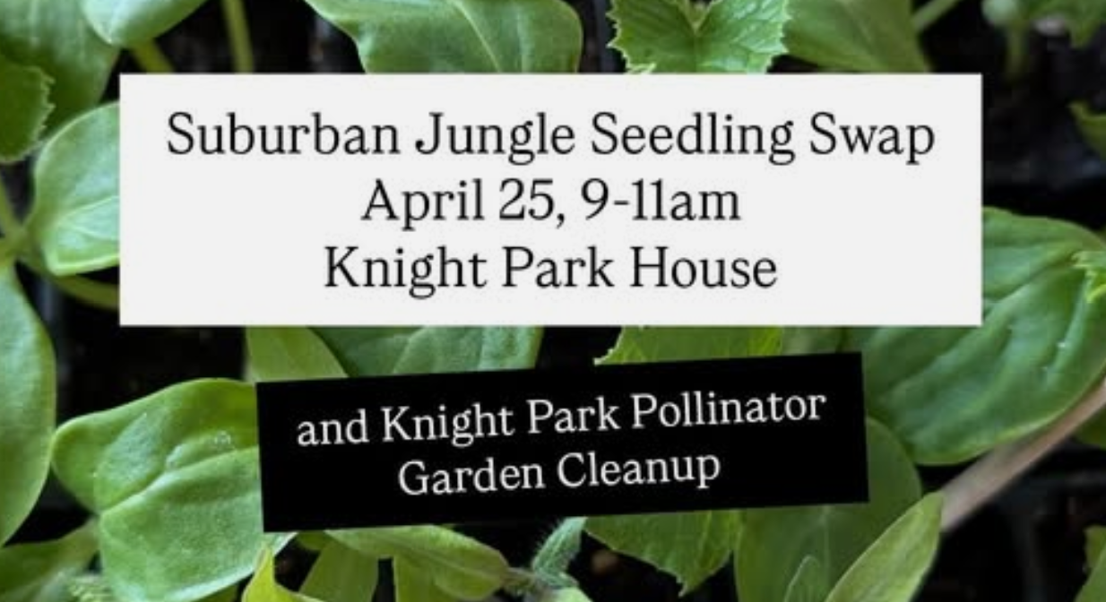 Suburban Jungle Seedling Swap and Knight Park House Pollinator Garden Cleanup