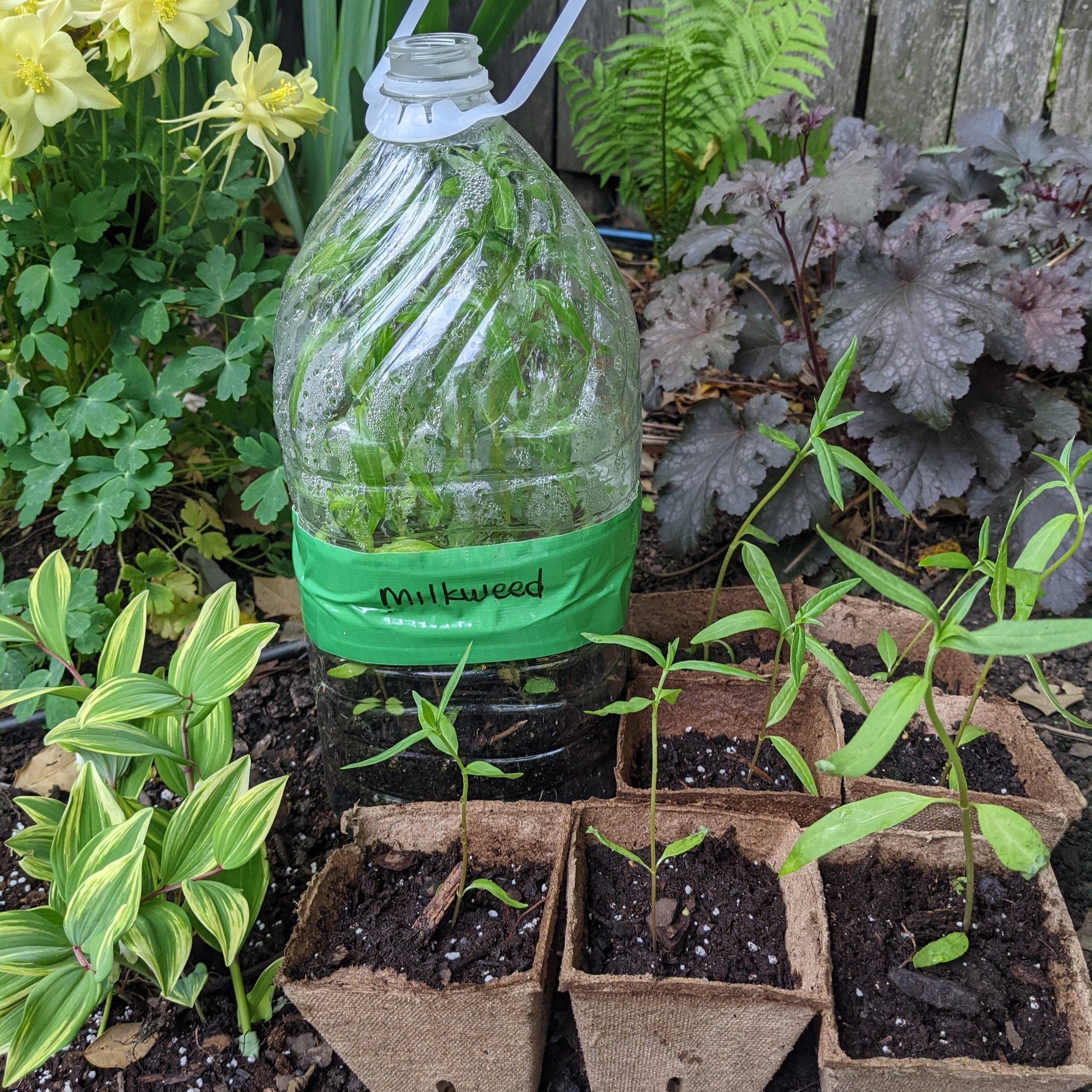 Winter sowing jug in spring