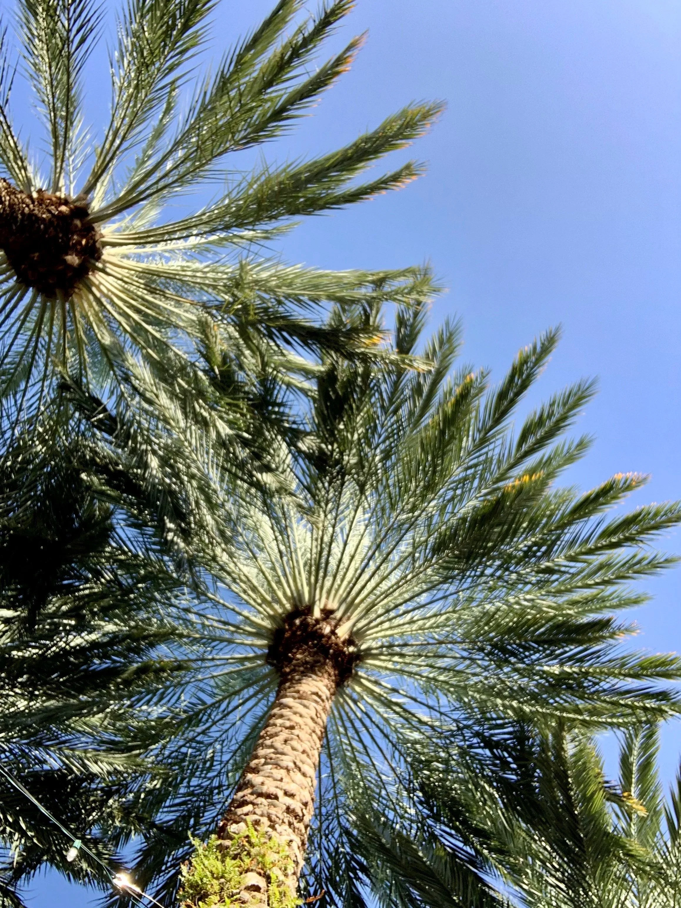 Cayman Islands, Family, Childcare, Nannying