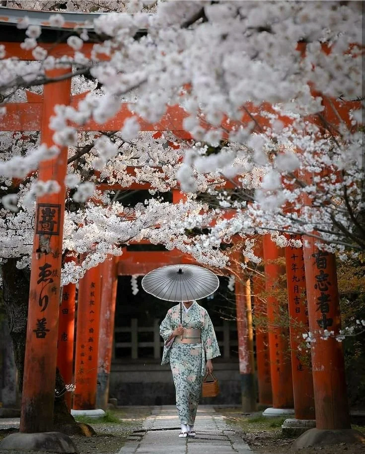 Woman in traditional kimono holding a parasol and basket walking under cherry blossom trees at a Shinto shrine.
