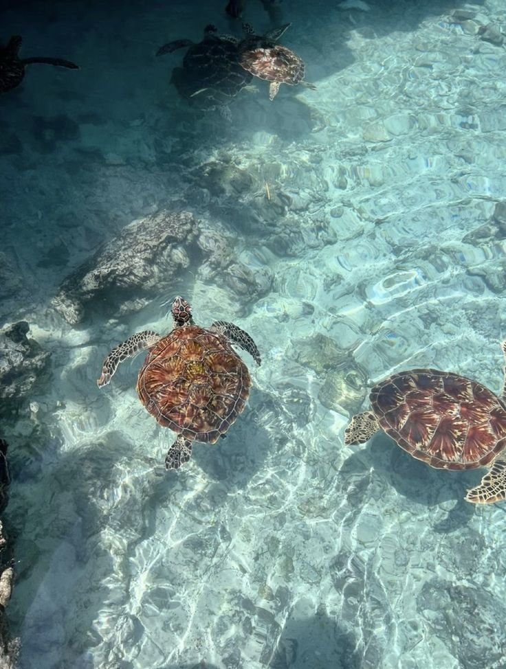 Three sea turtles swimming in clear, shallow water with rocky bottom.