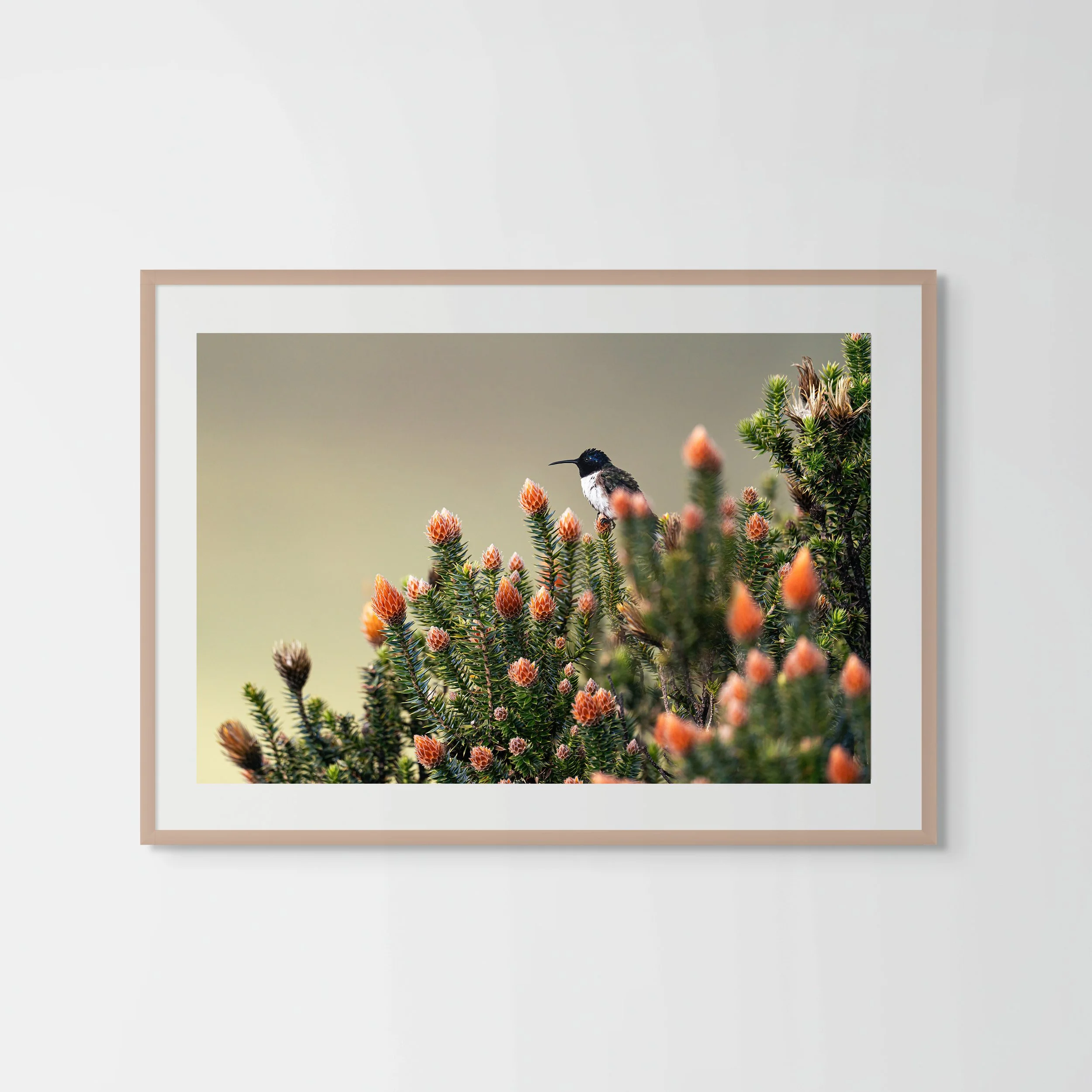 frame hummingbird.jpg
