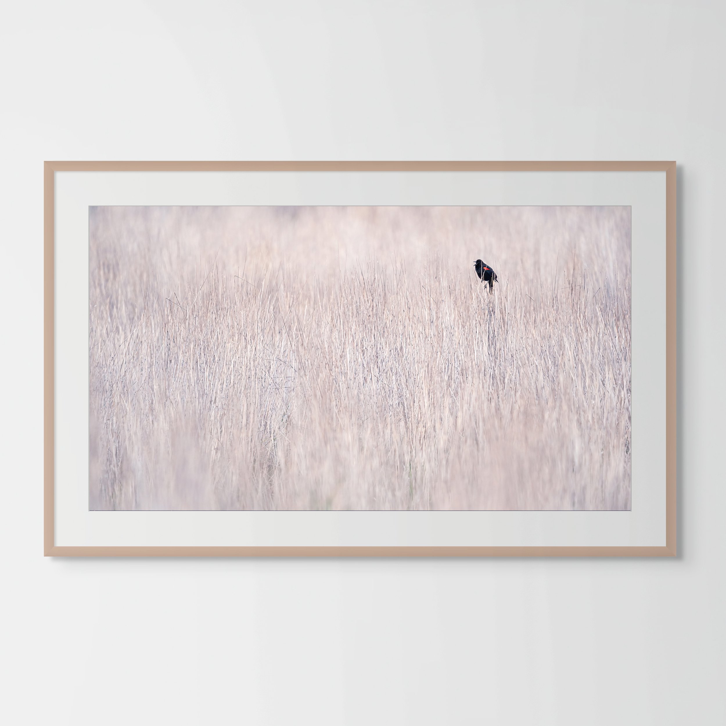 Red-Winged Blackbird