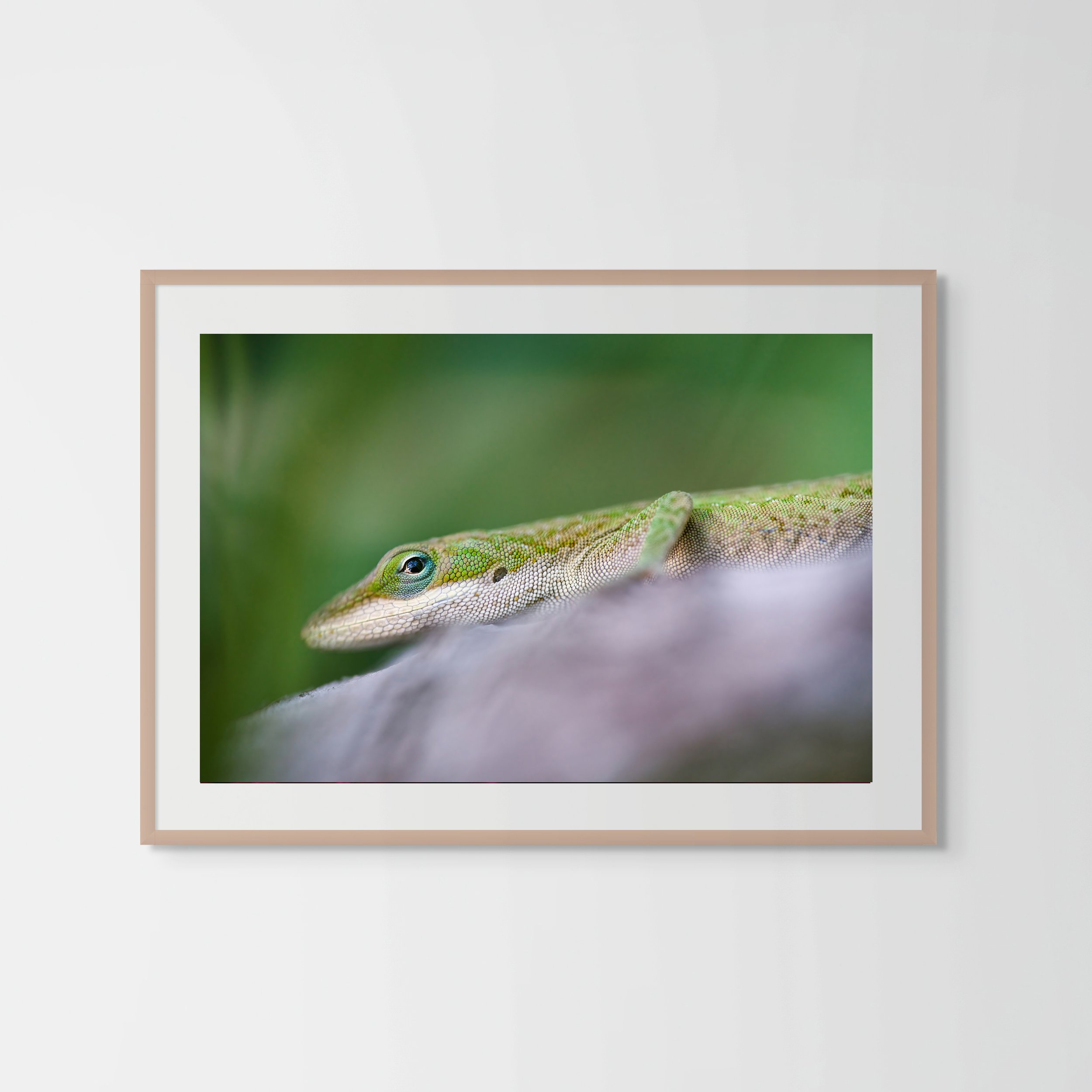 Green Anole
