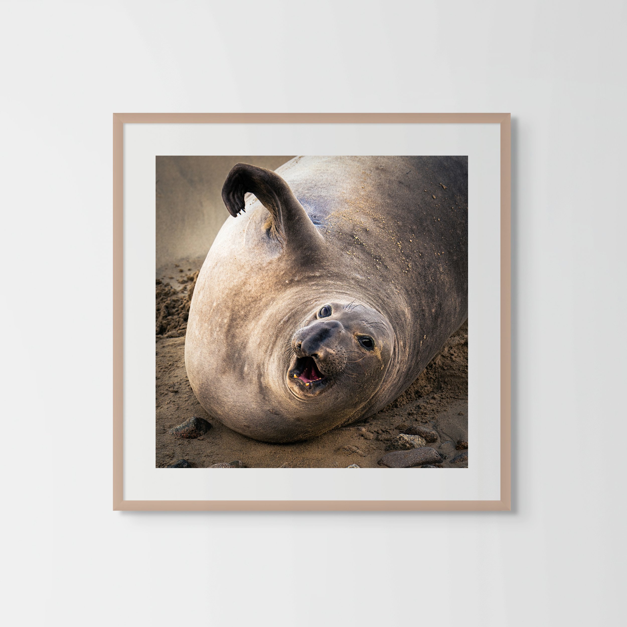 Elephant Seal
