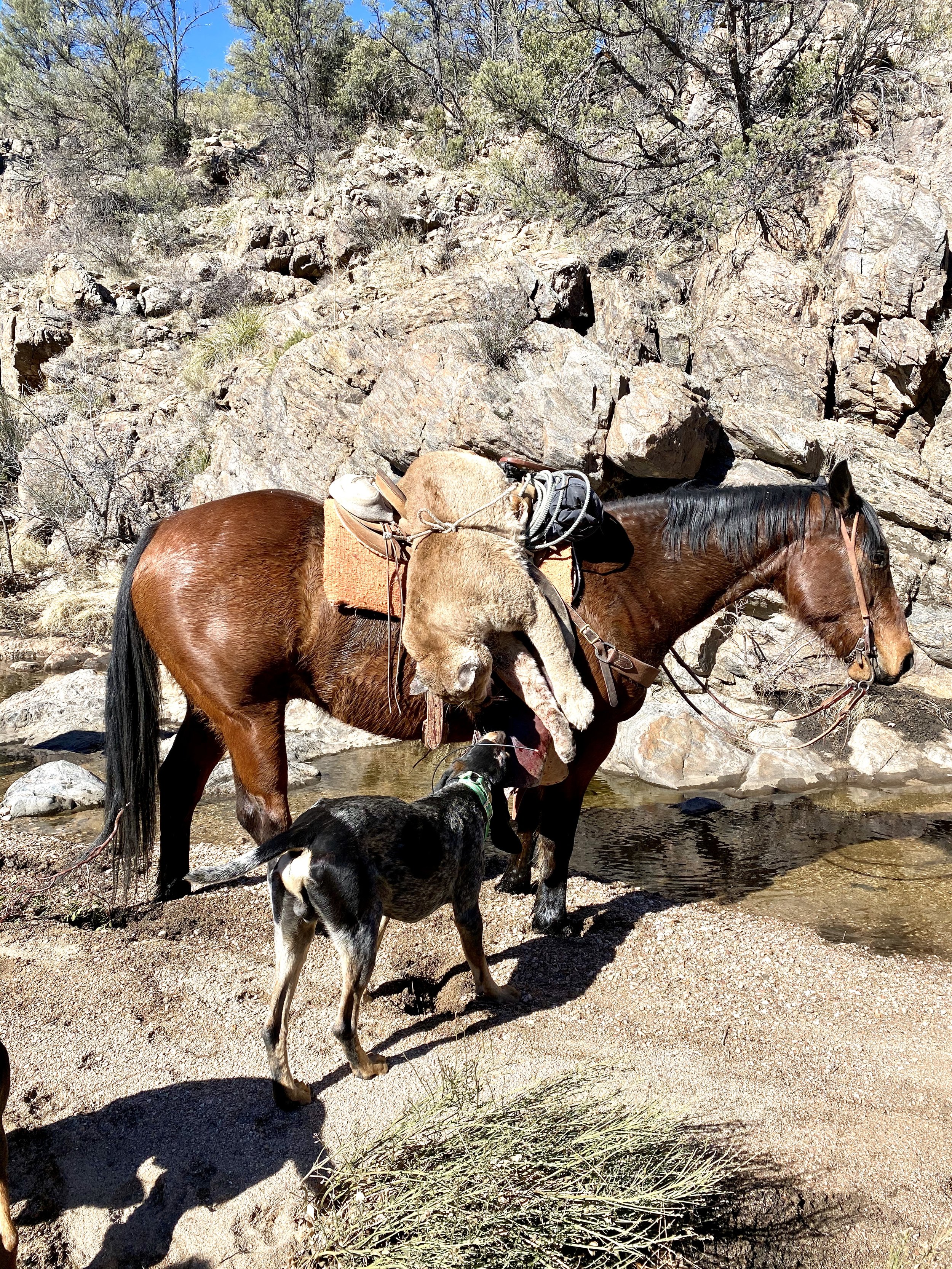 hunter-mountain-lion-pack-out.jpg