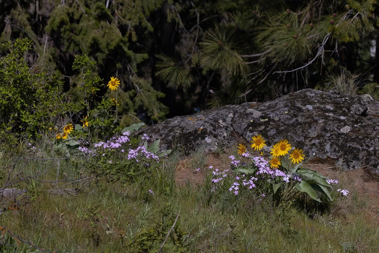 Wildflowers Lincoln 5-3-24.jpeg