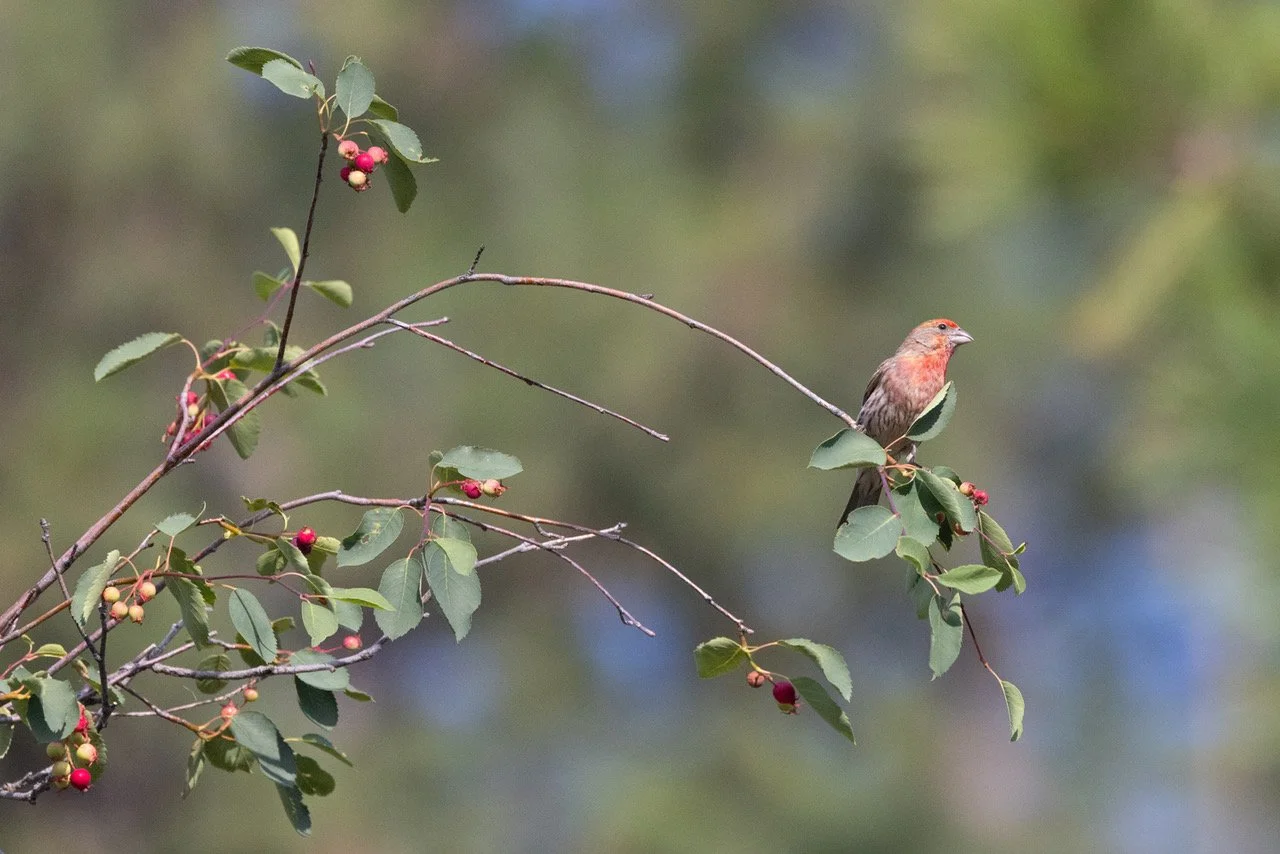 House Finch 10 Lincoln 6-12-23.jpeg