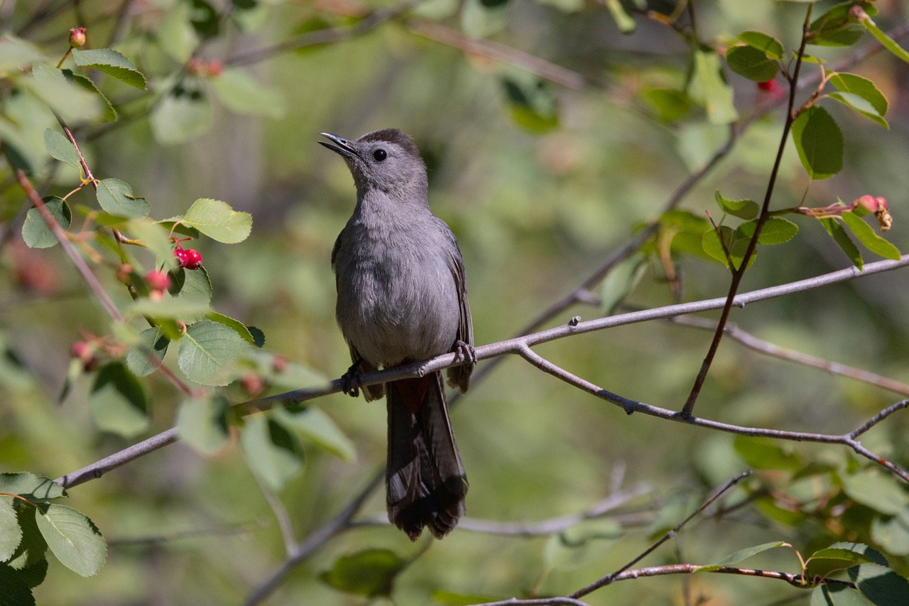 Gray Catbird 19 Lincoln 6-21-24.jpeg