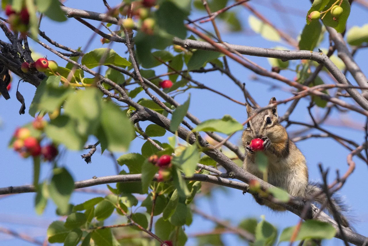 Chipmunk 3 Lincoln 6-12-23.jpeg