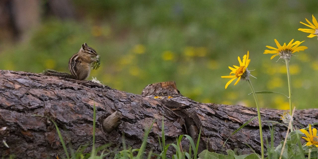 Chipmunk 3 Lincoln 5-17-23.jpeg