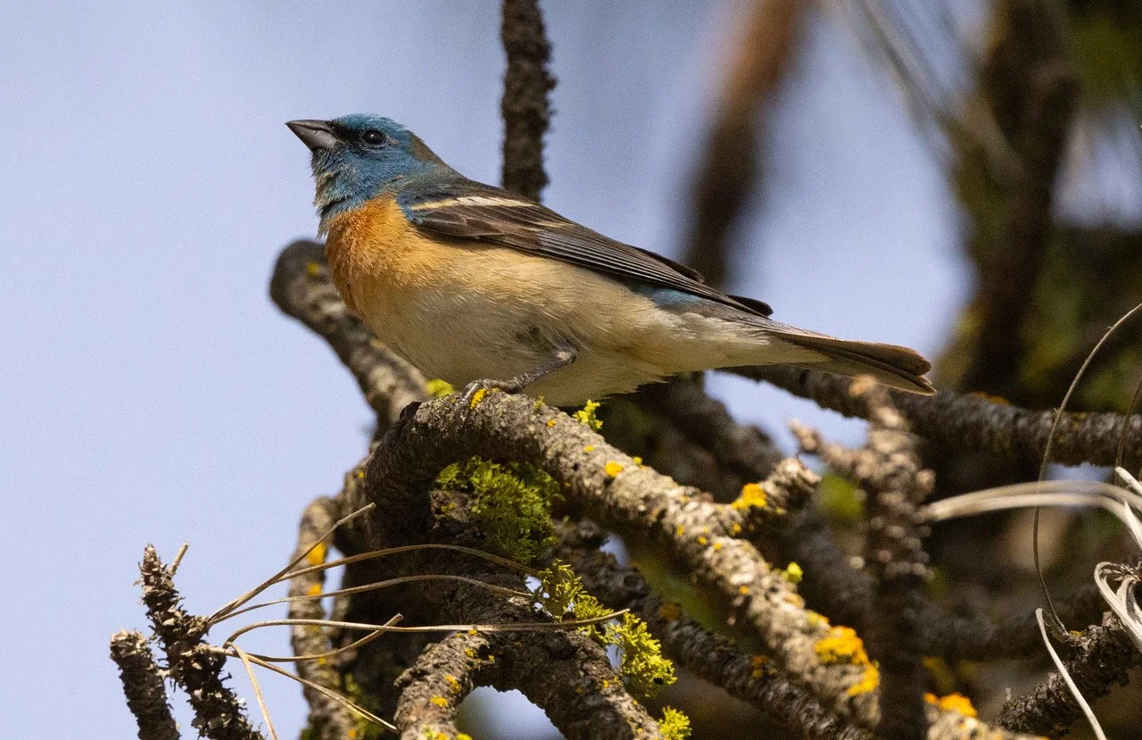 Lazuli Bunting 3 Lincoln 5-26-24.jpeg