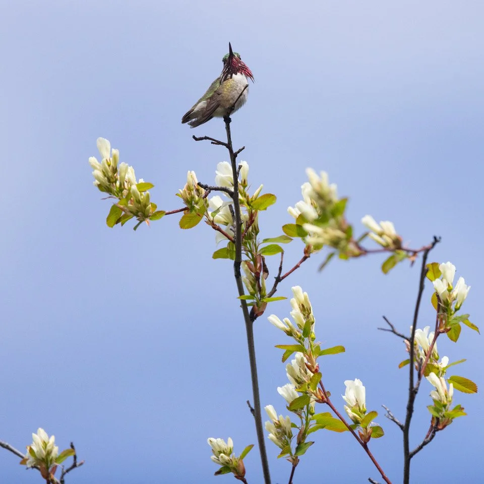 Calliope Hummingbird 1 Lincoln 4-14-24.jpeg