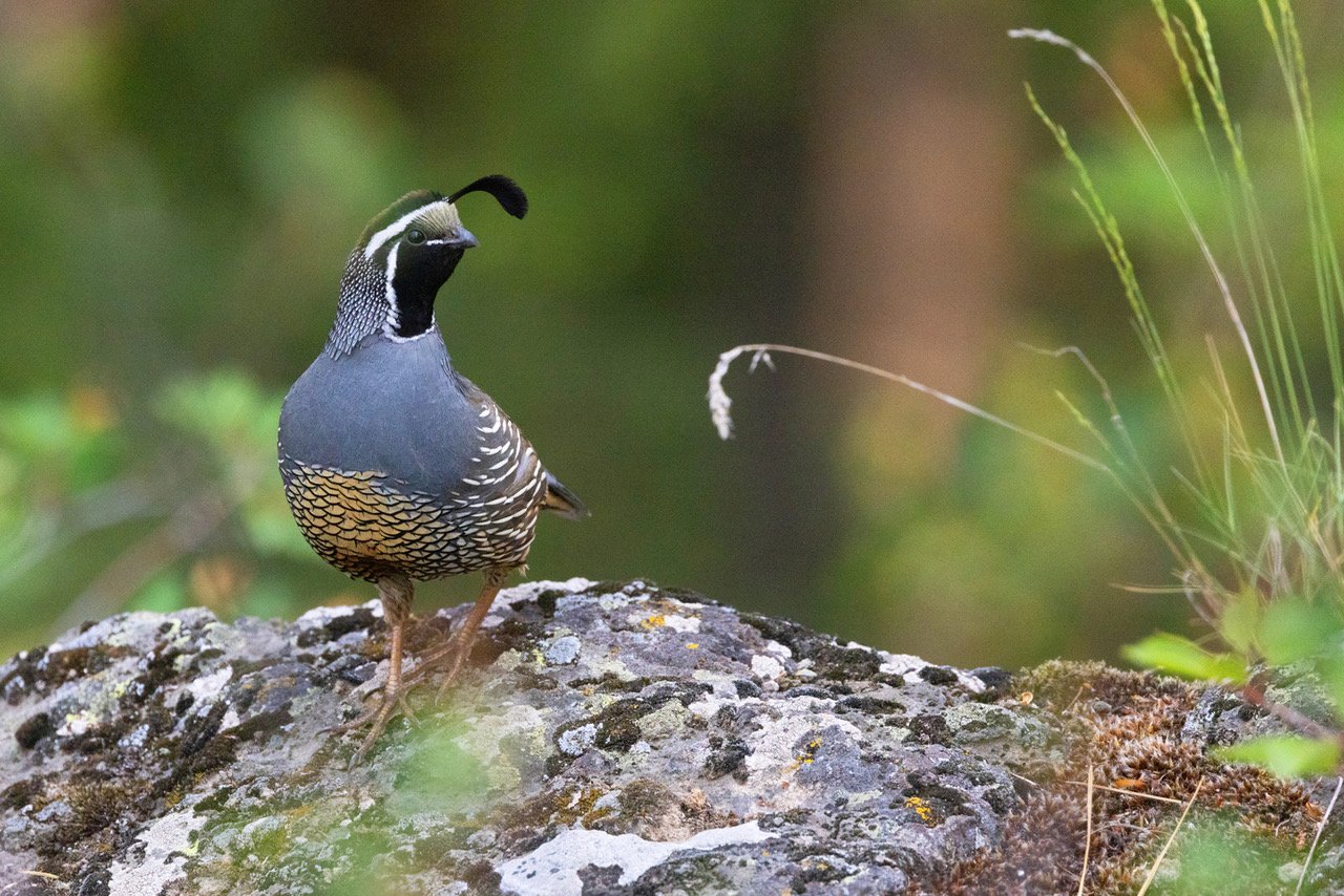 California Quail 18a Lincoln 5-17-23.jpeg