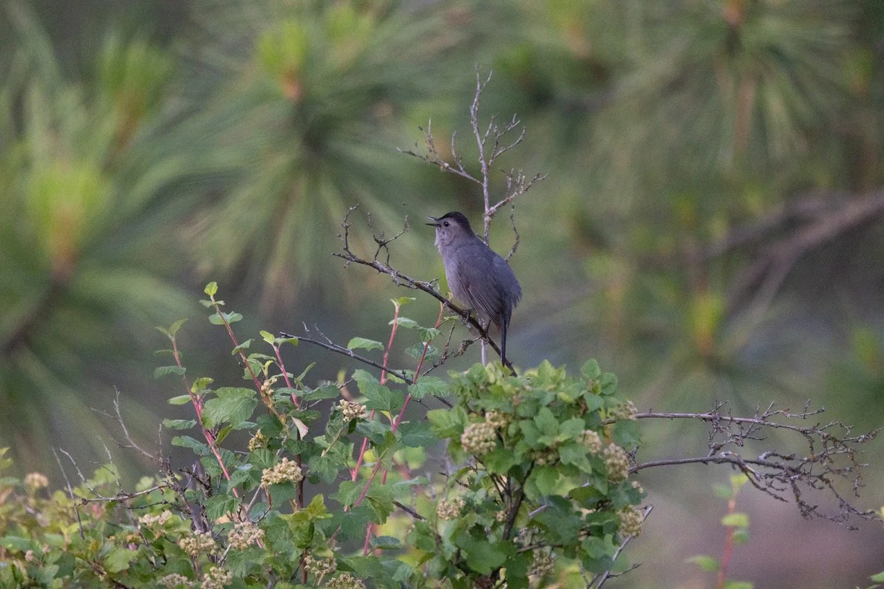 Gray Catbird 4 Lincoln 6-12-23.jpeg