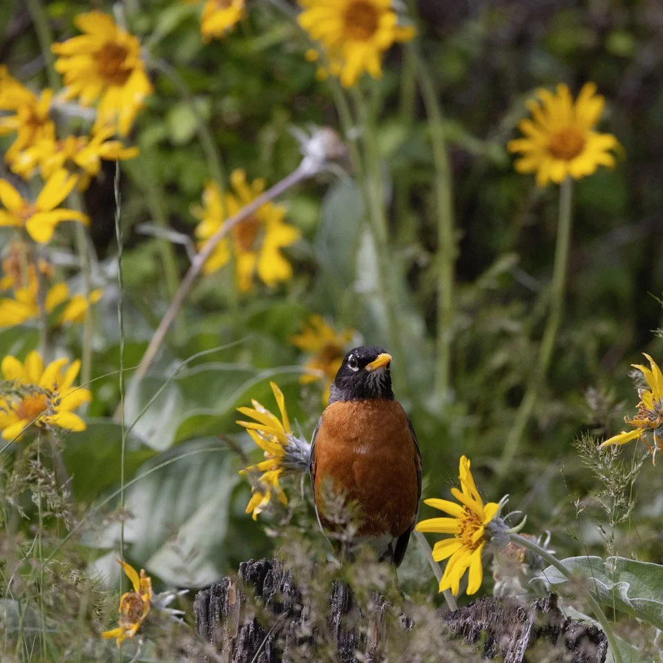 American Robin 2 Lincoln 5-29-22.jpeg